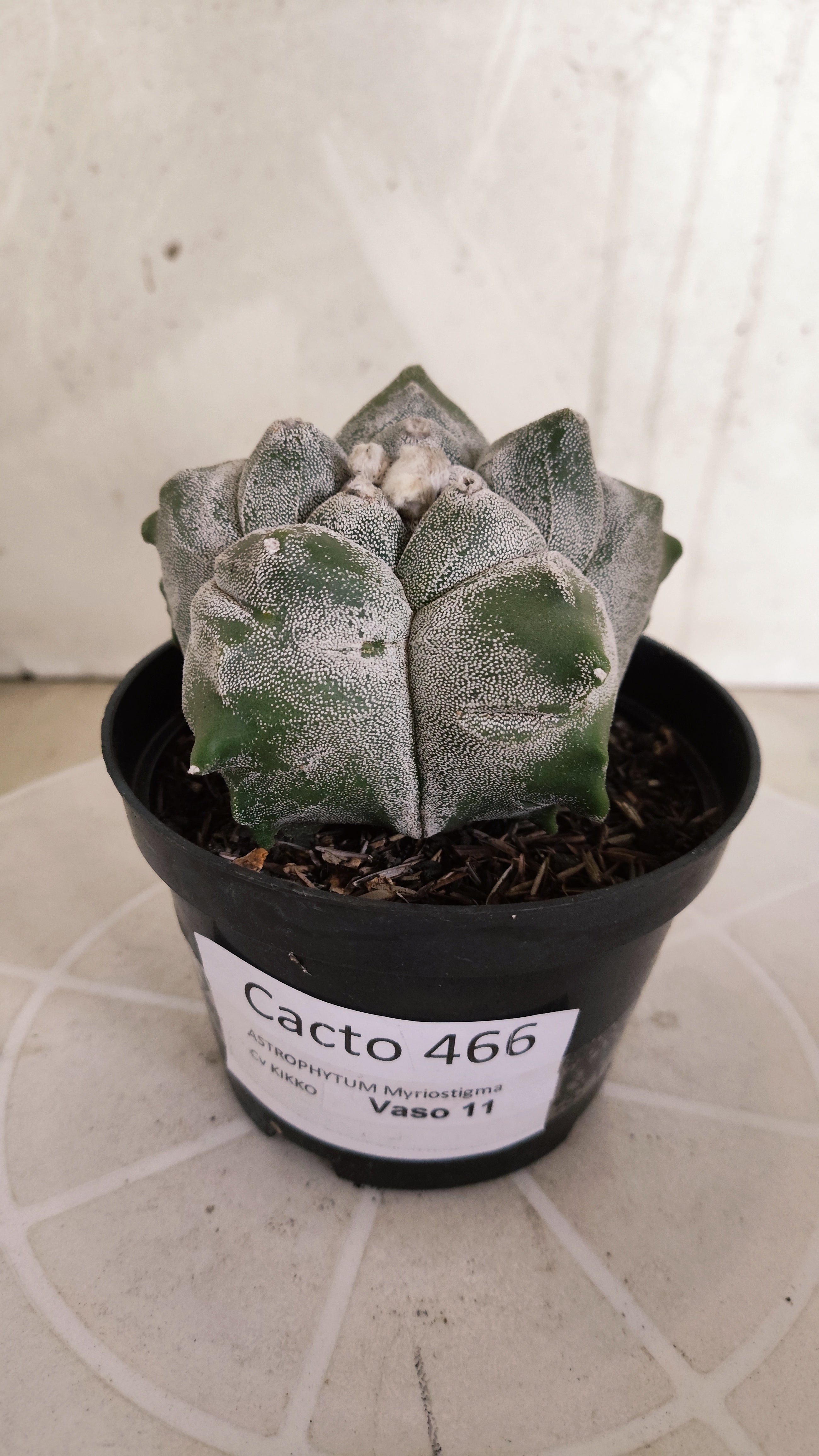 MATRIZ ASTROPHYTUM cv KIKKO   Nº 466 – vaso 11