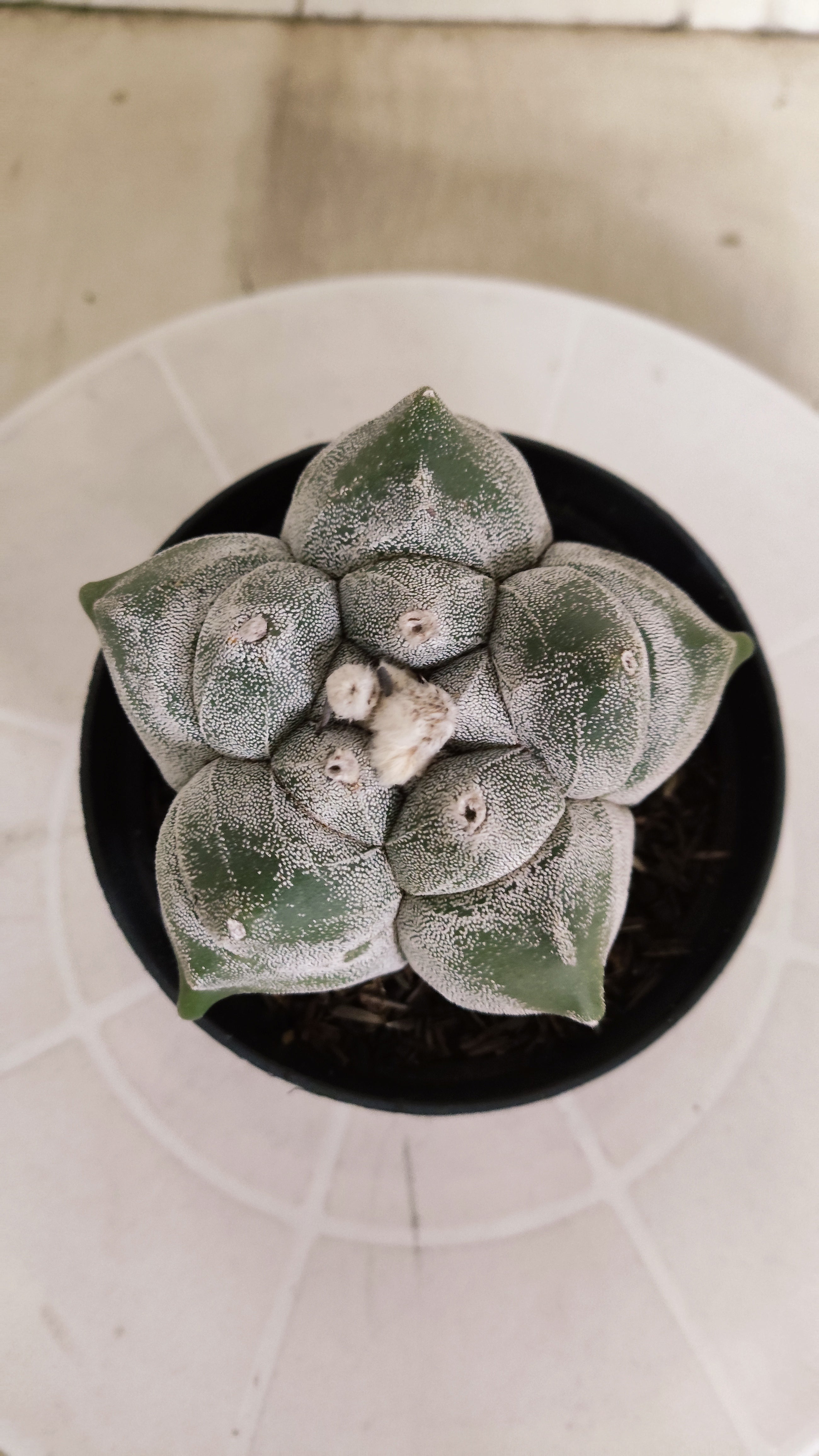 MATRIZ ASTROPHYTUM cv KIKKO   Nº 466 – vaso 11