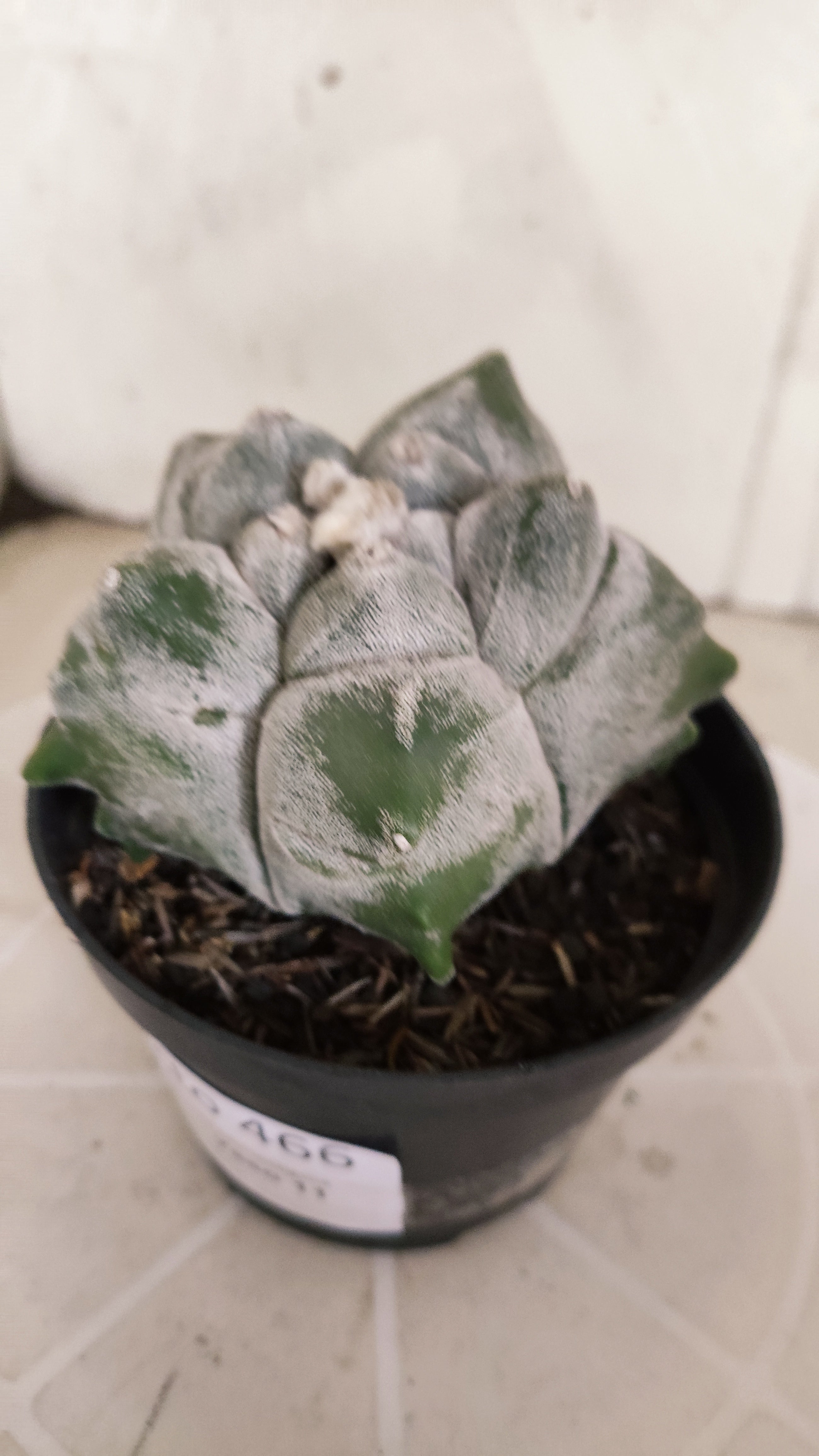 MATRIZ ASTROPHYTUM cv KIKKO   Nº 466 – vaso 11