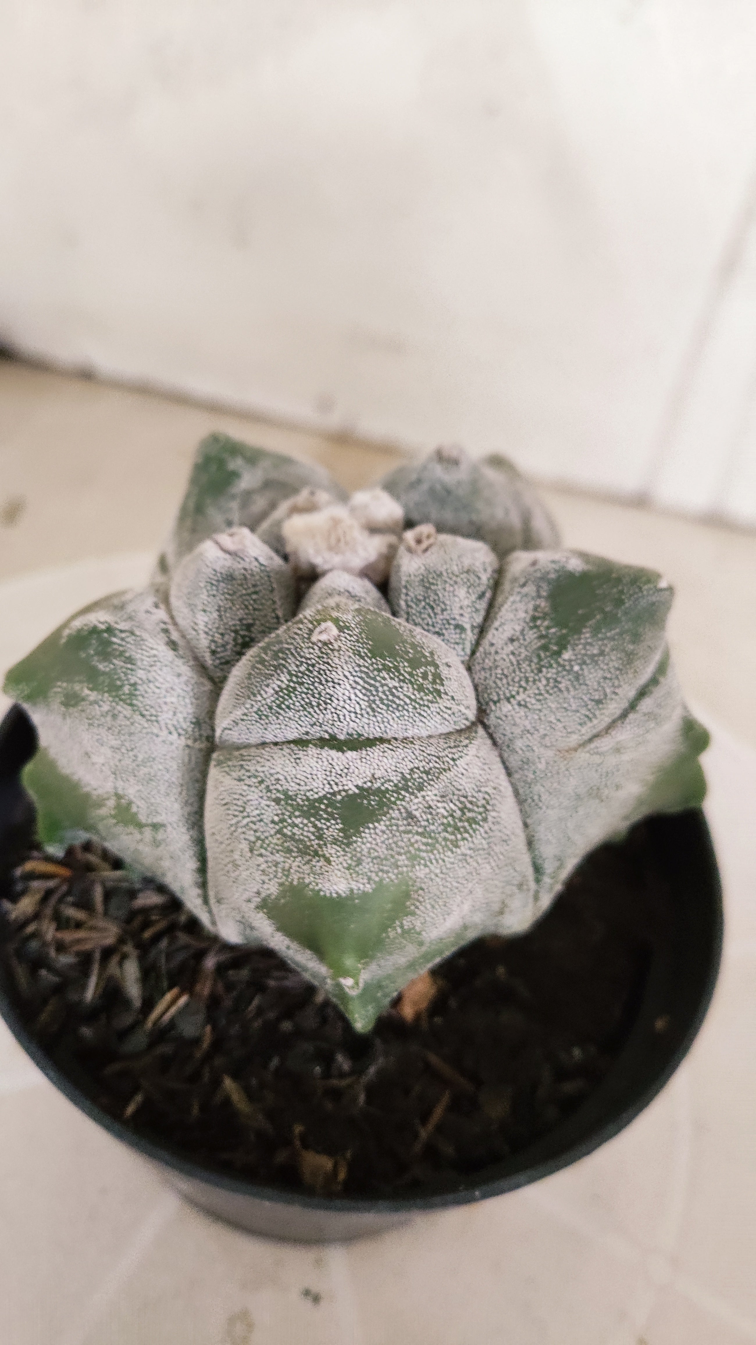 MATRIZ ASTROPHYTUM cv KIKKO   Nº 466 – vaso 11