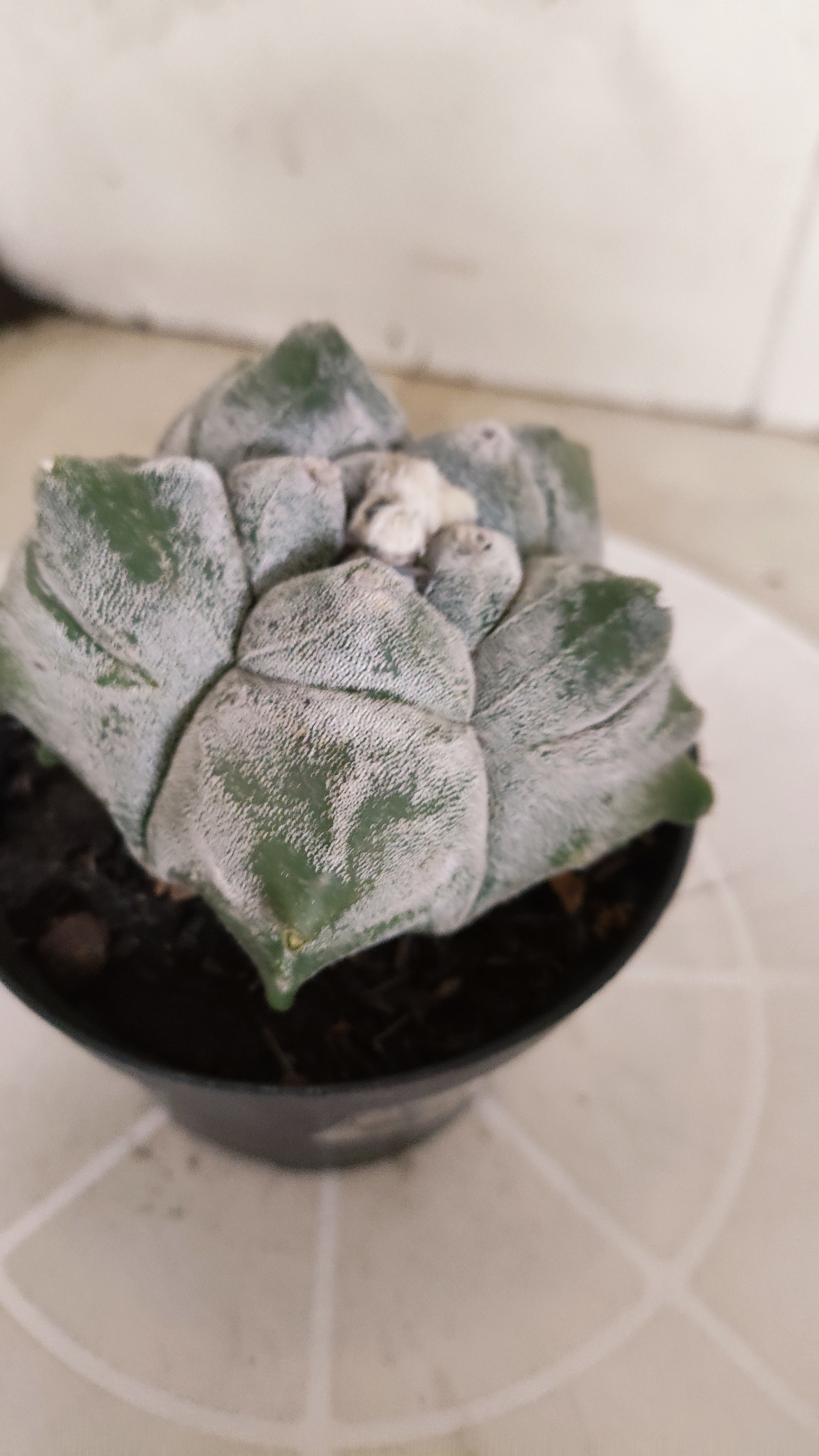 MATRIZ ASTROPHYTUM cv KIKKO   Nº 466 – vaso 11
