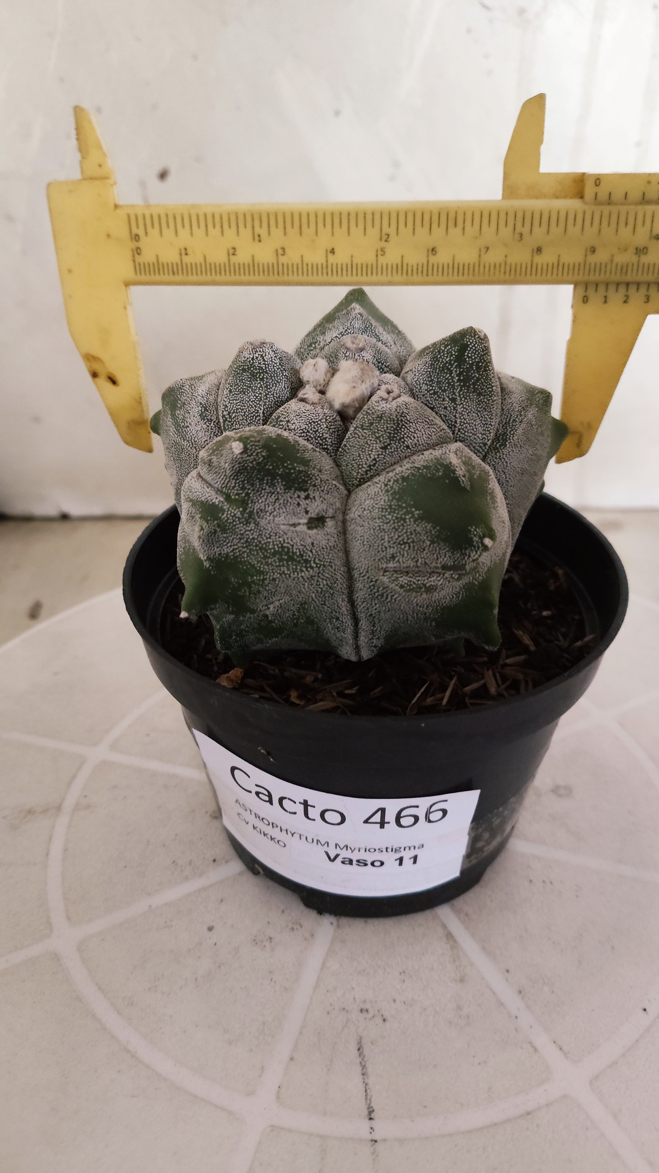 MATRIZ ASTROPHYTUM cv KIKKO   Nº 466 – vaso 11