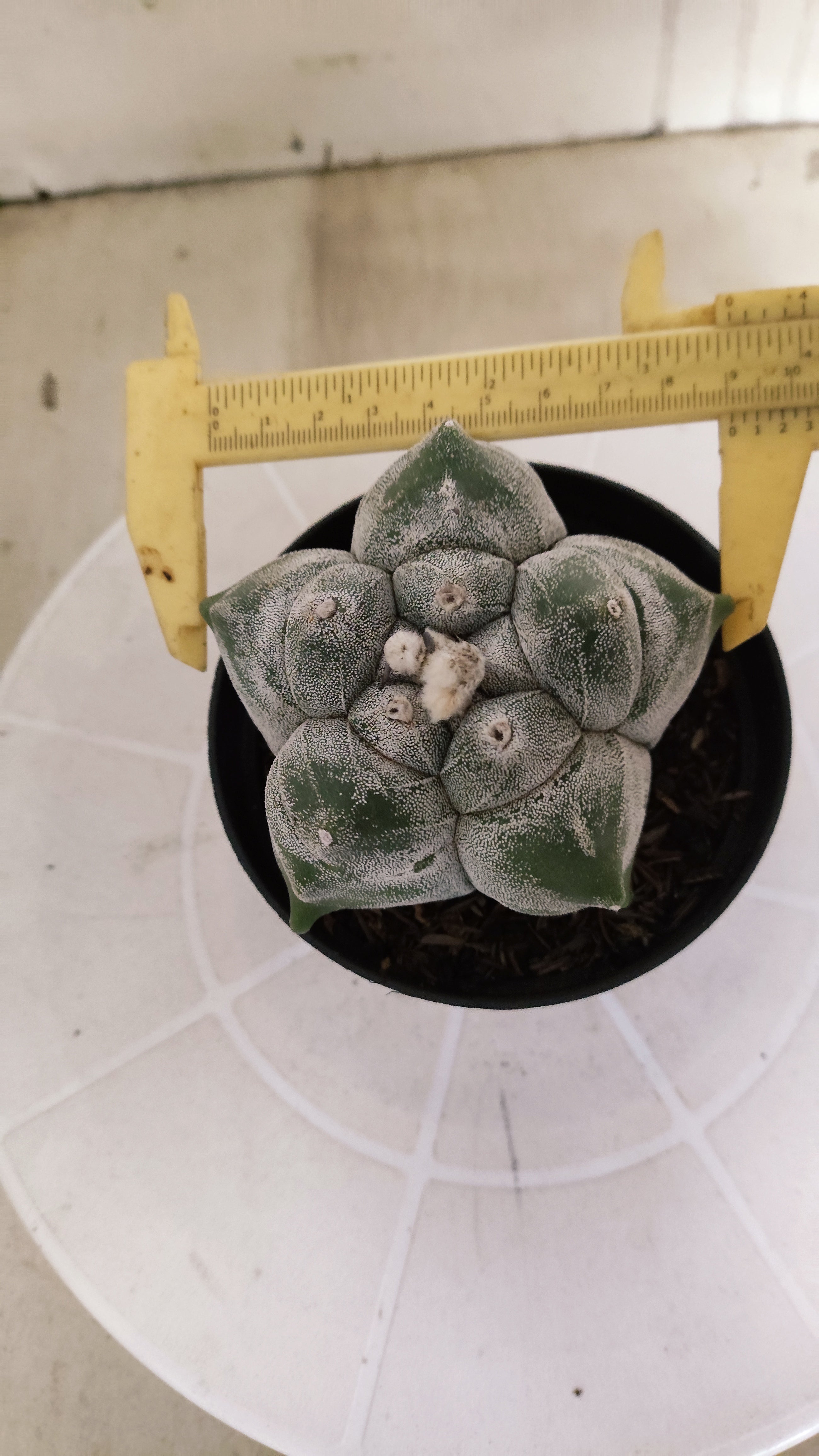 MATRIZ ASTROPHYTUM cv KIKKO   Nº 466 – vaso 11