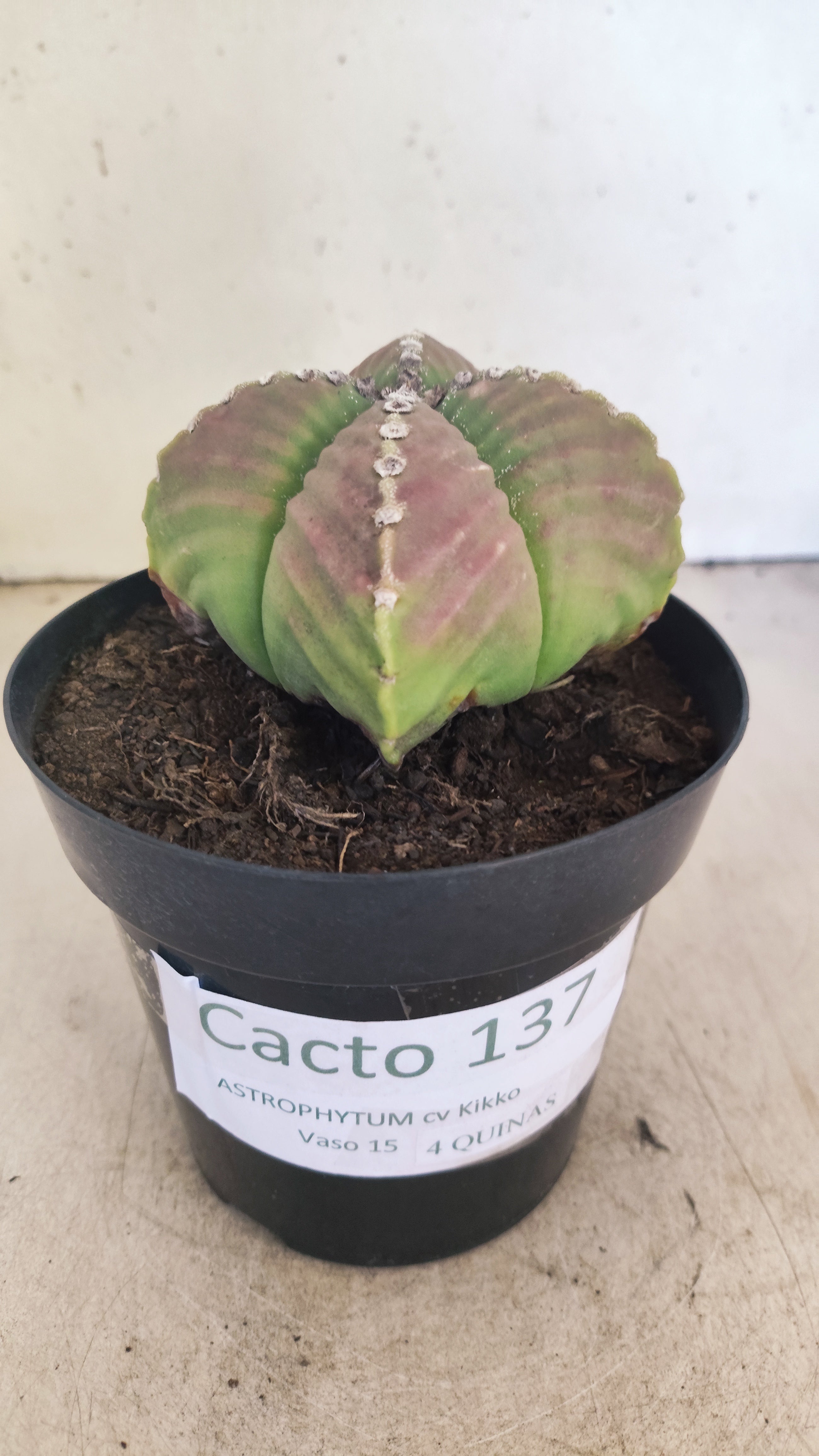 MATRIZ ASTROPHYTUM cv KIKKO "4 Quinas - Variegata"  Nº 137 – vaso 15