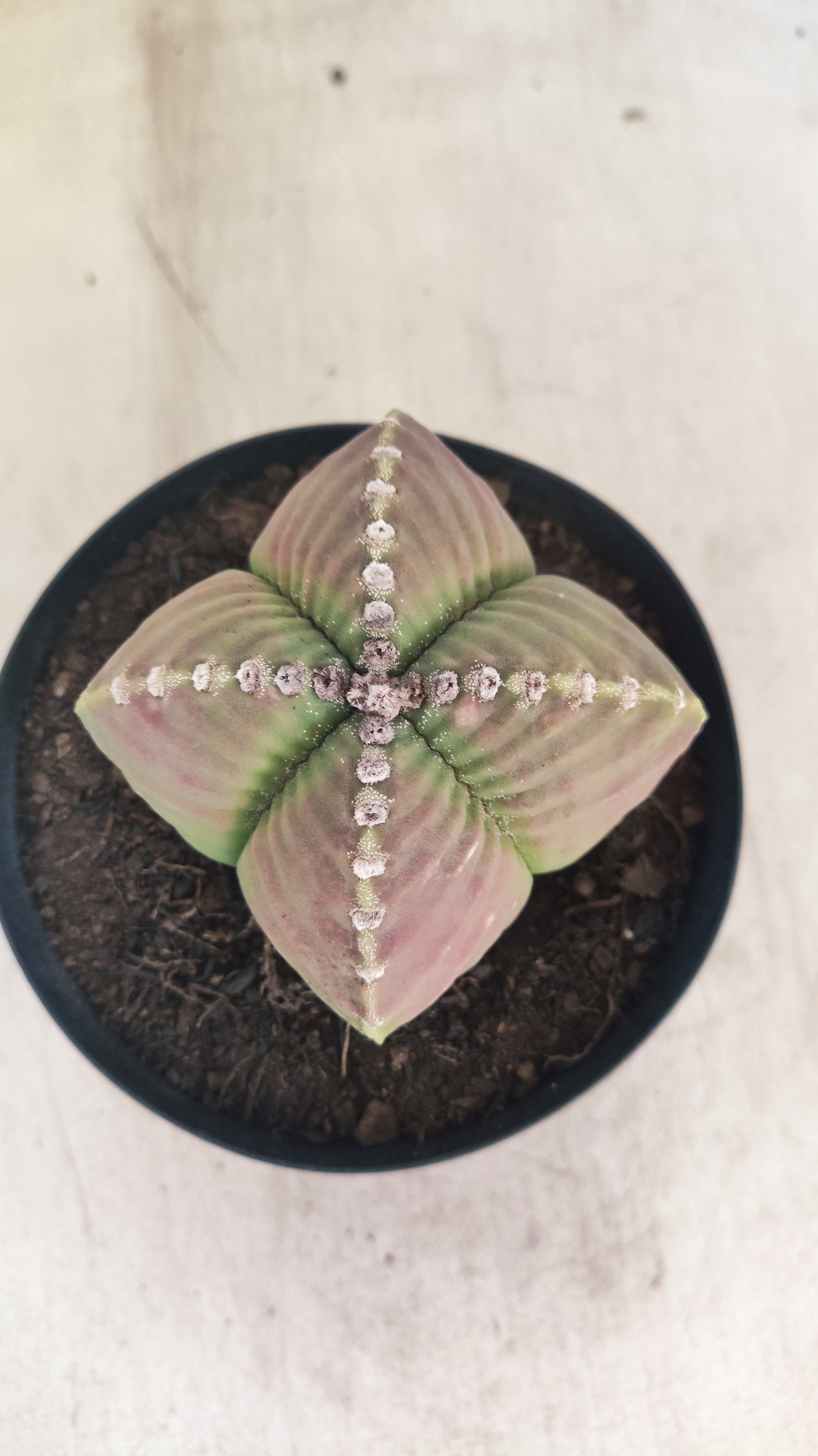 MATRIZ ASTROPHYTUM cv KIKKO "4 Quinas - Variegata"  Nº 137 – vaso 15