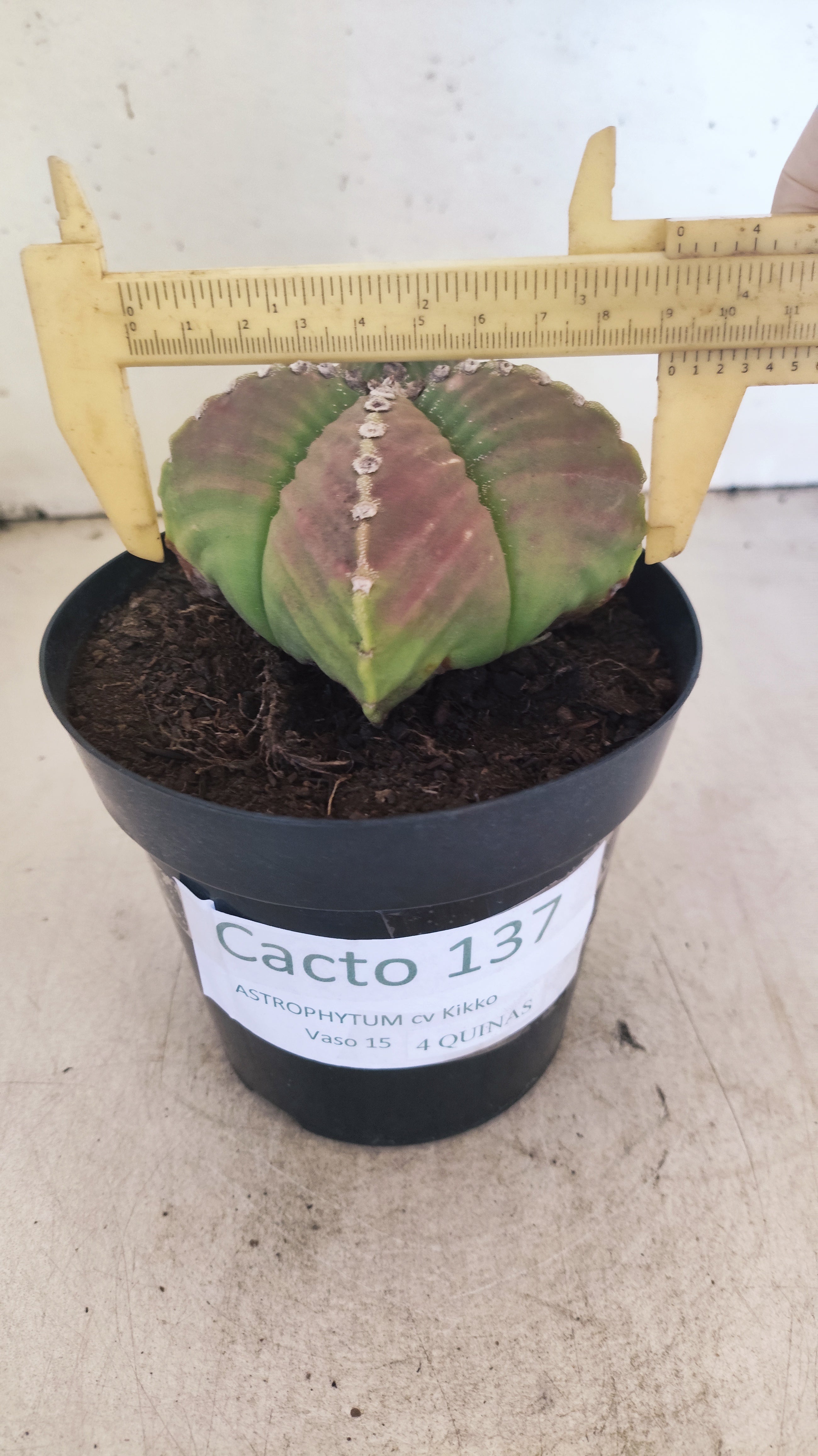 MATRIZ ASTROPHYTUM cv KIKKO "4 Quinas - Variegata"  Nº 137 – vaso 15