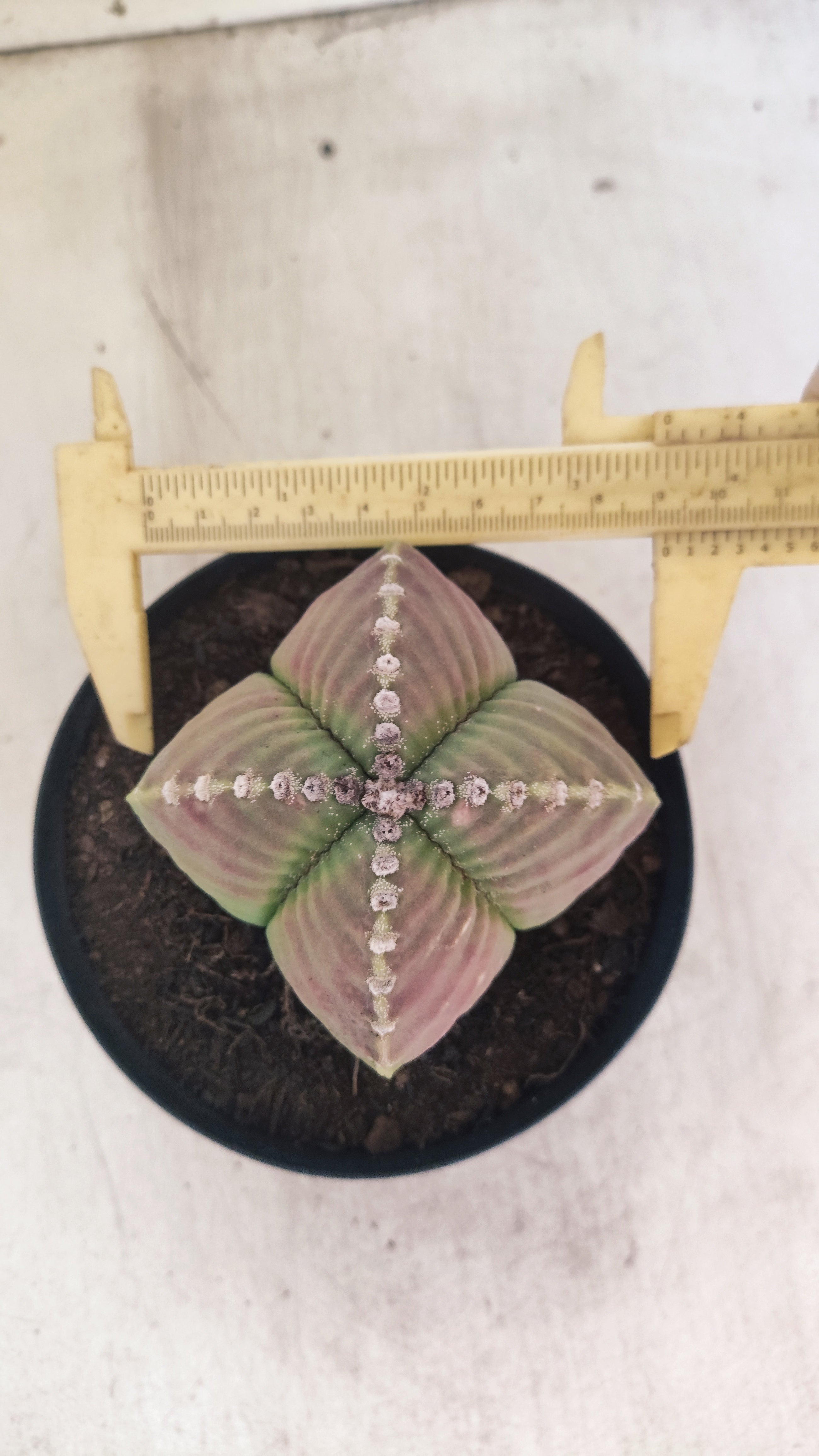 MATRIZ ASTROPHYTUM cv KIKKO "4 Quinas - Variegata"  Nº 137 – vaso 15