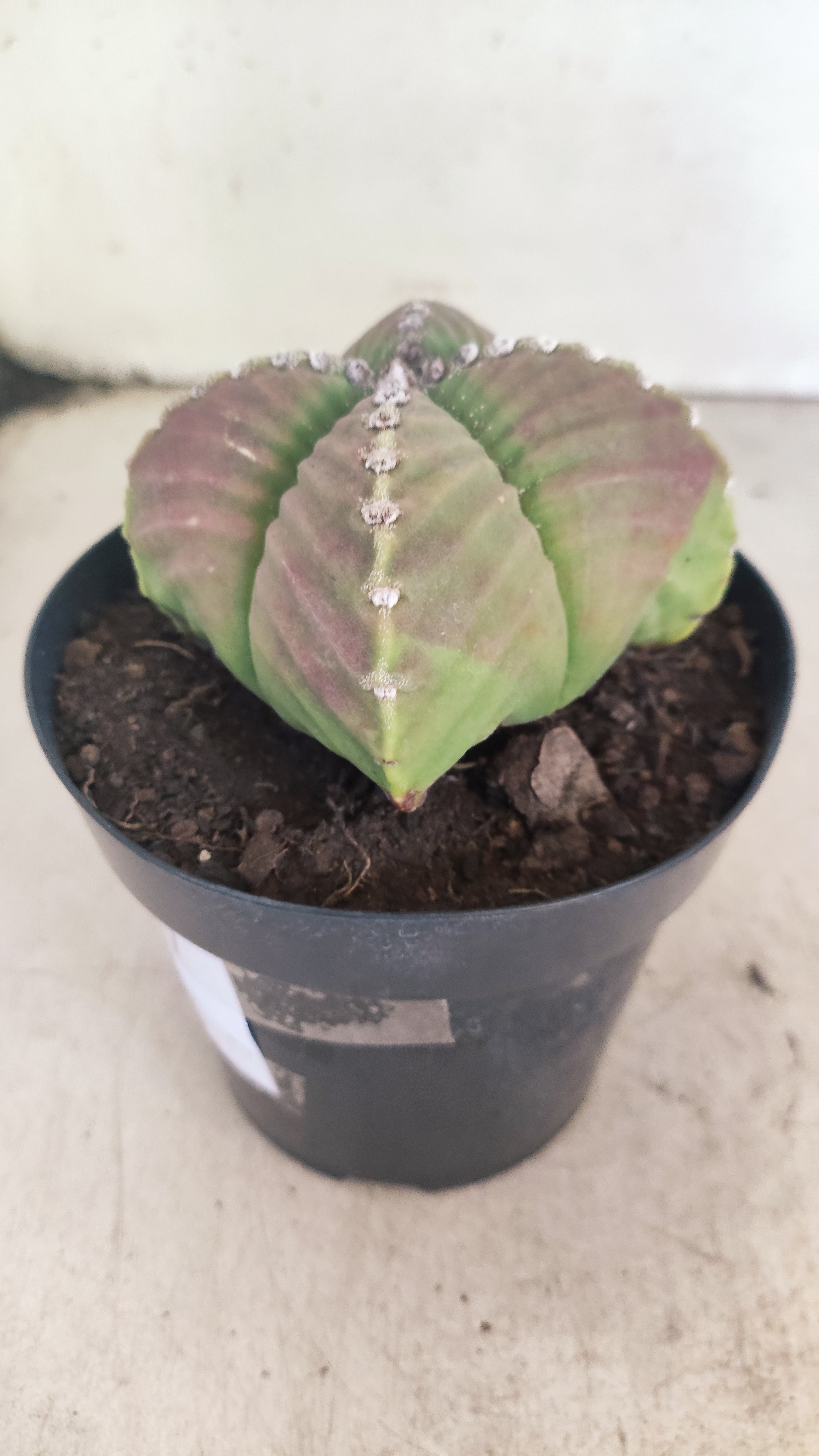 MATRIZ ASTROPHYTUM cv KIKKO "4 Quinas - Variegata"  Nº 137 – vaso 15