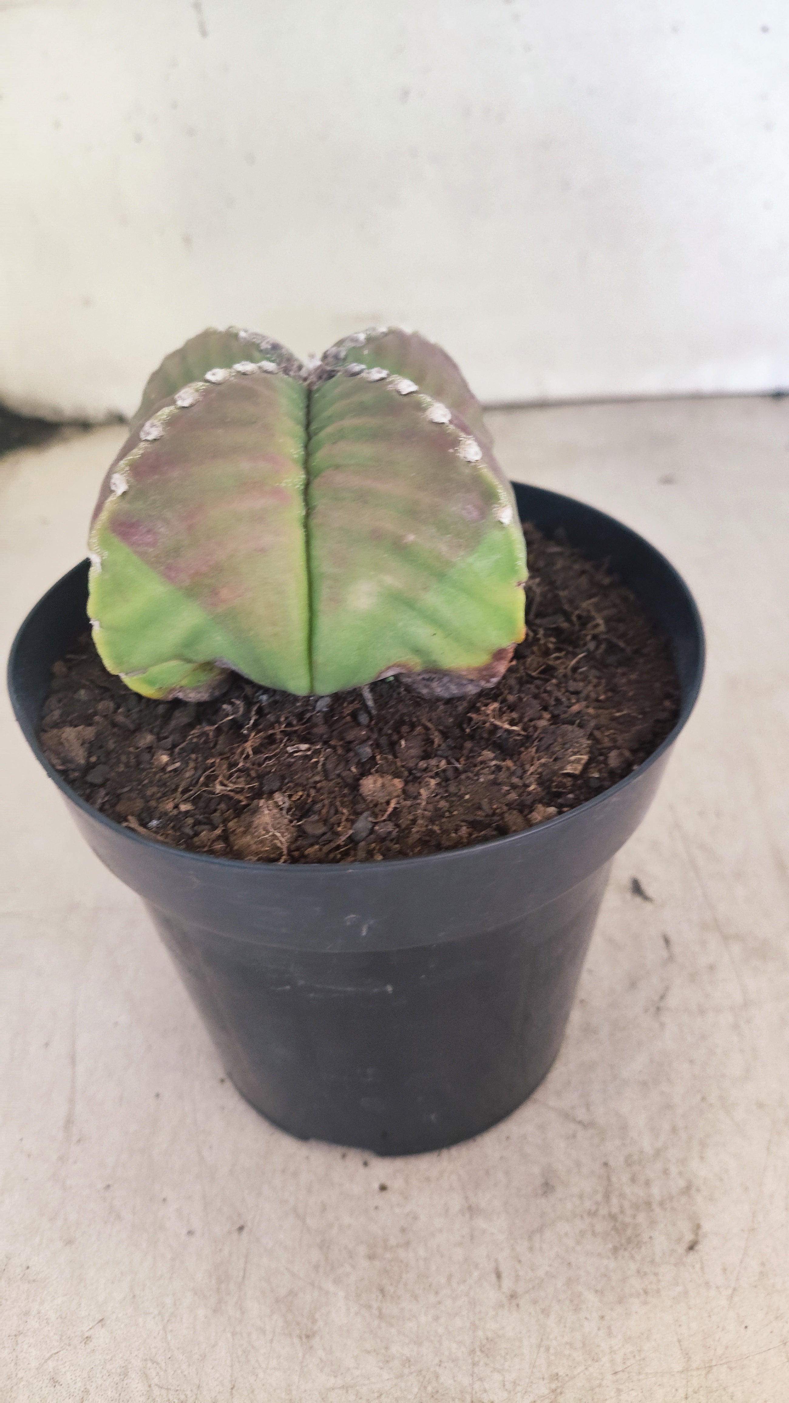 MATRIZ ASTROPHYTUM cv KIKKO "4 Quinas - Variegata"  Nº 137 – vaso 15