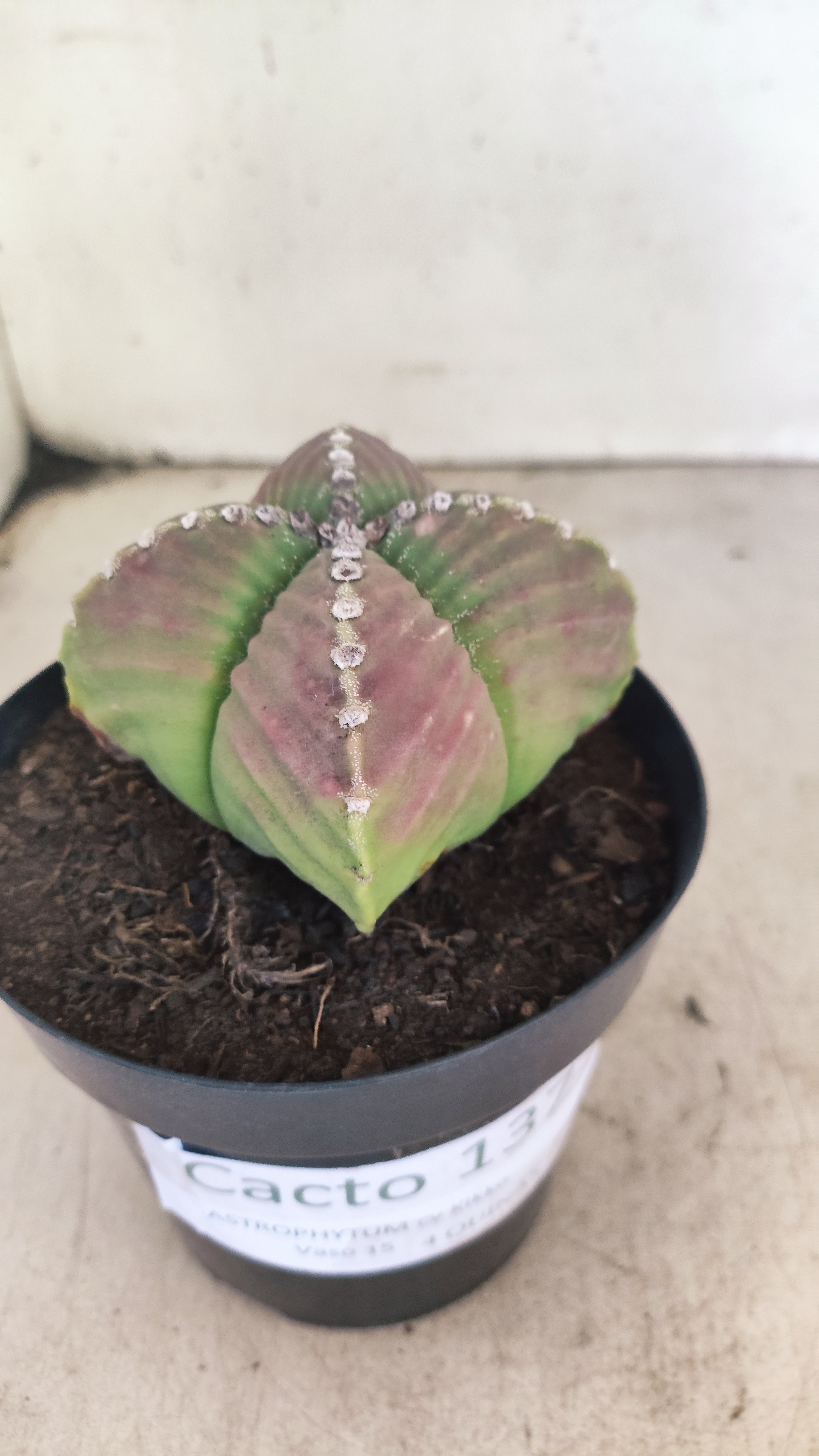 MATRIZ ASTROPHYTUM cv KIKKO "4 Quinas - Variegata"  Nº 137 – vaso 15
