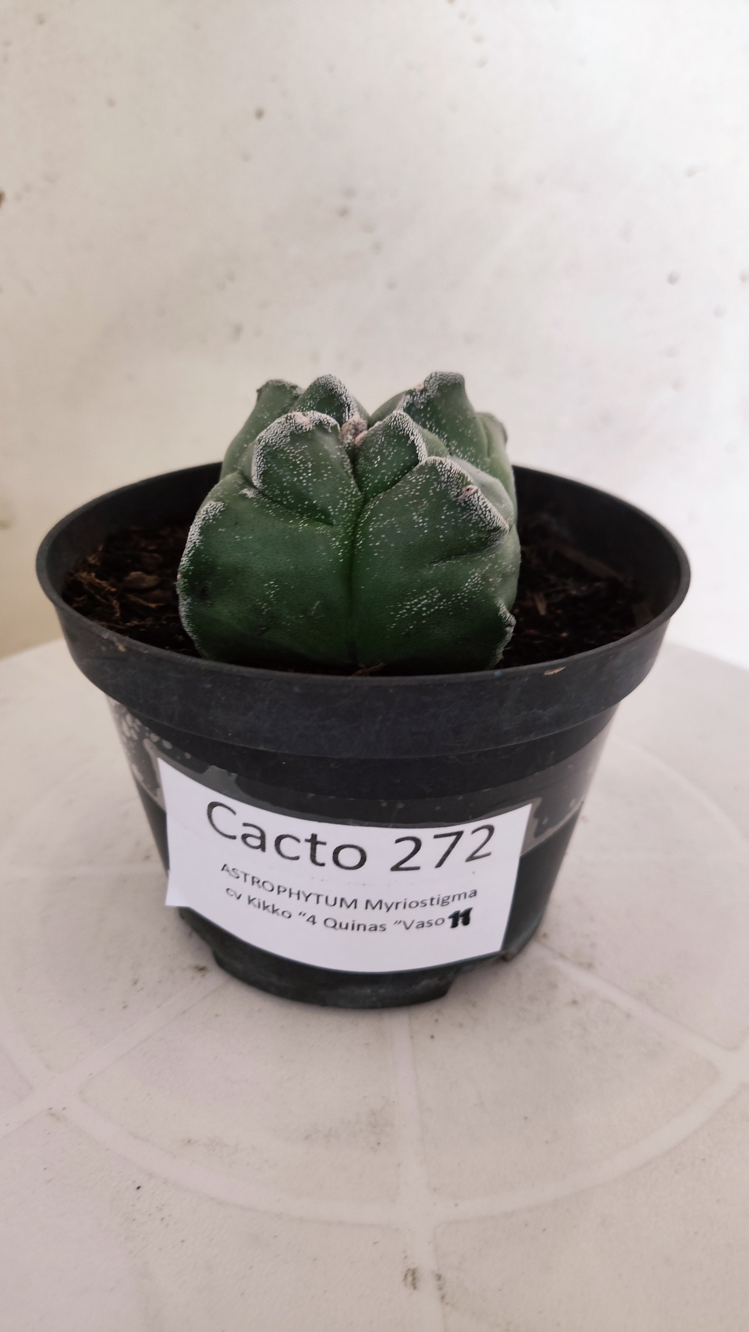 ASTROPHYTUM cv KIKKO "4 Quinas" Nº 272 – vaso 11