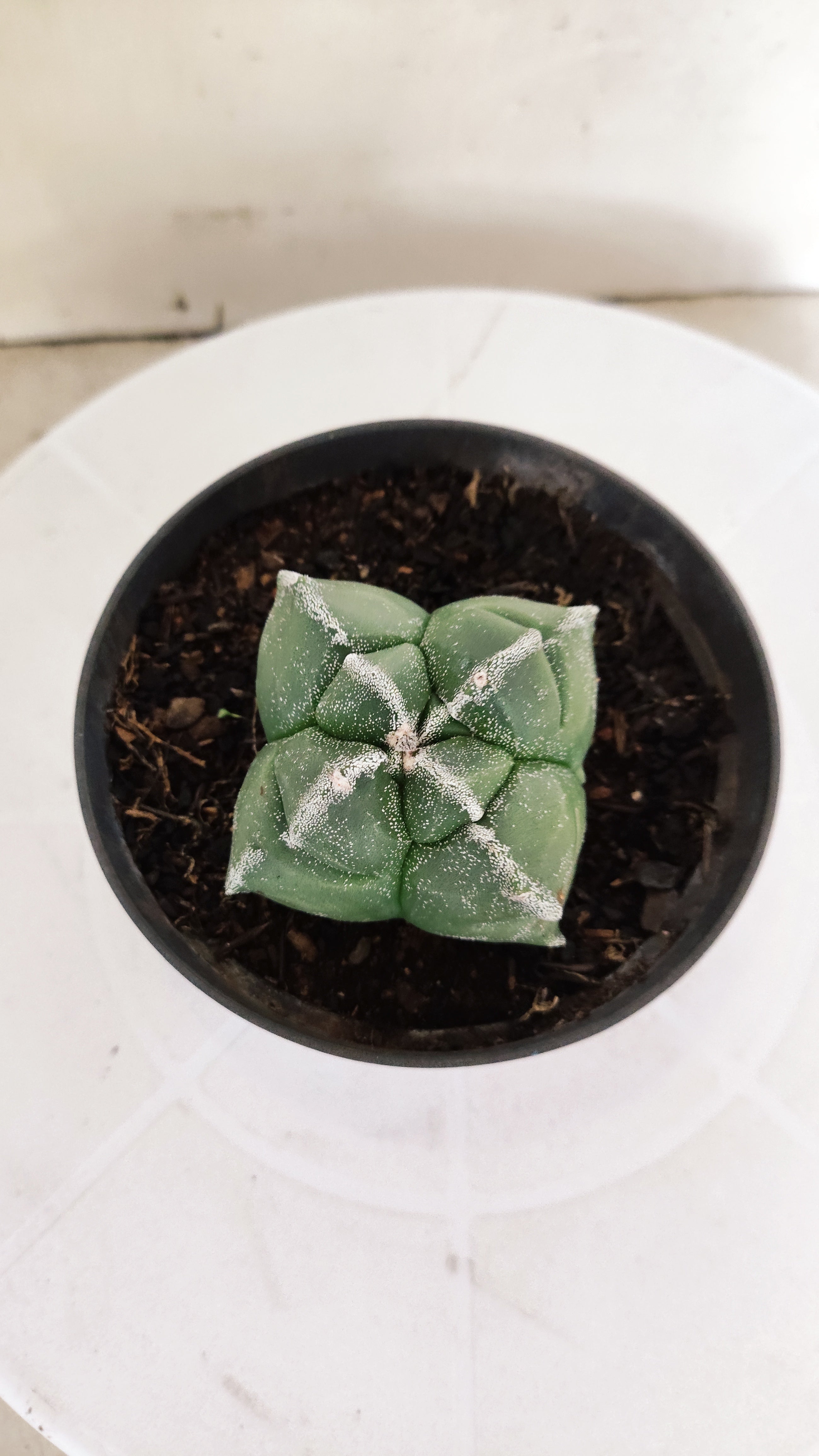 ASTROPHYTUM cv KIKKO "4 Quinas" Nº 272 – vaso 11