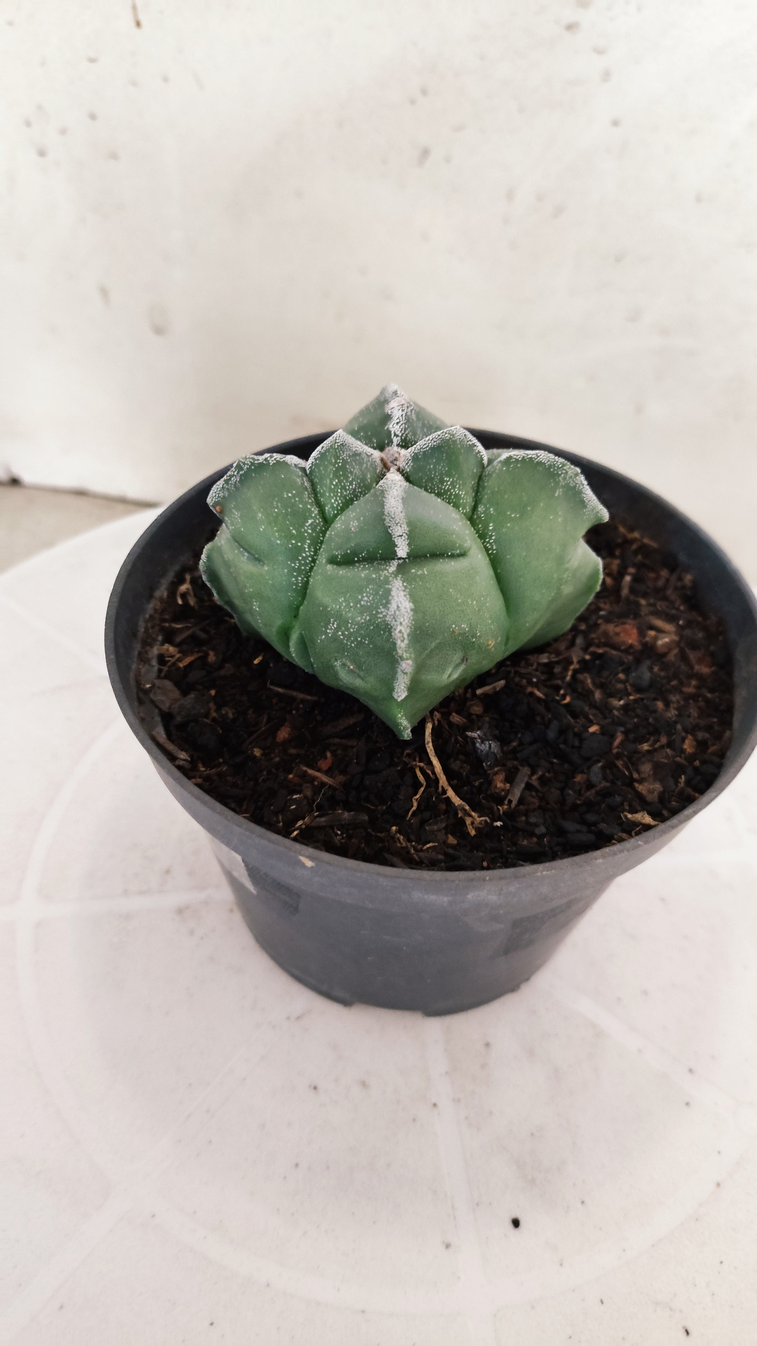ASTROPHYTUM cv KIKKO "4 Quinas" Nº 272 – vaso 11