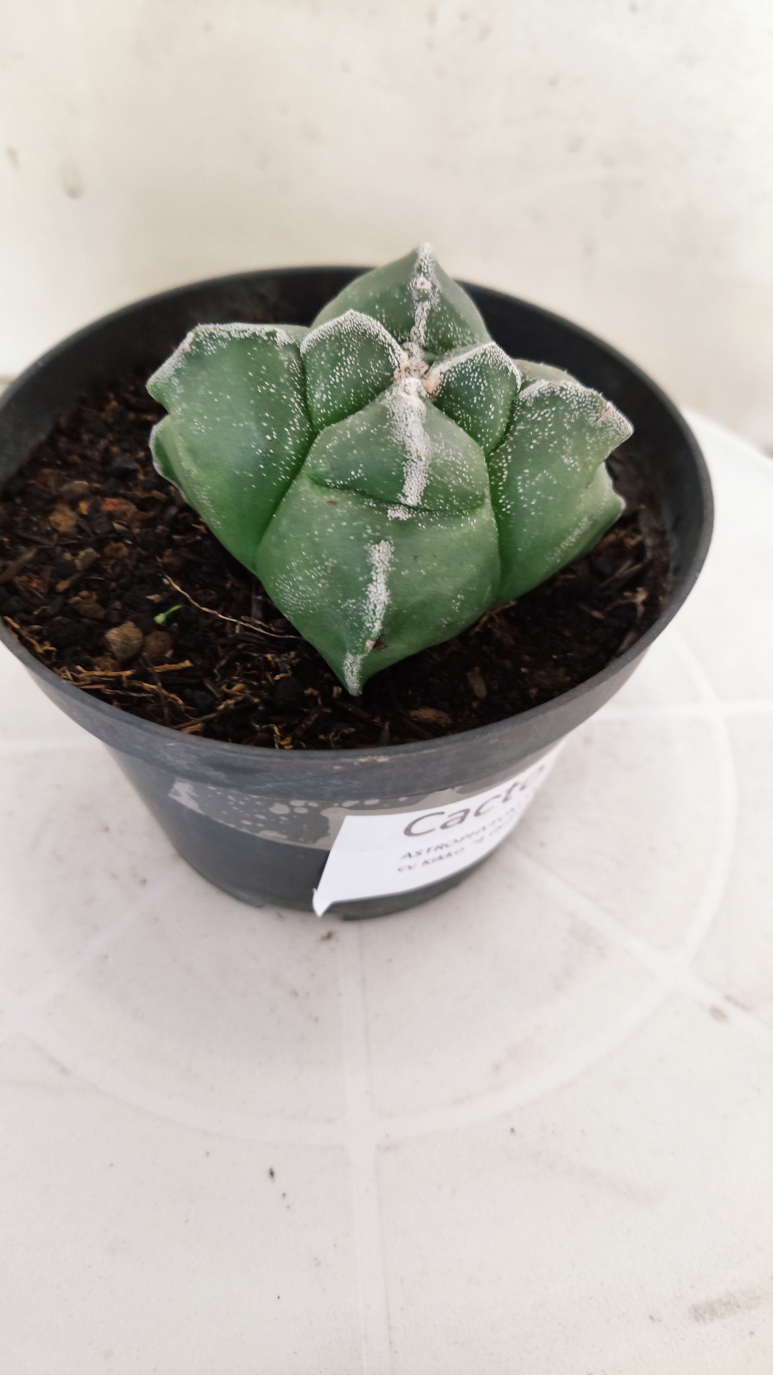 ASTROPHYTUM cv KIKKO "4 Quinas" Nº 272 – vaso 11