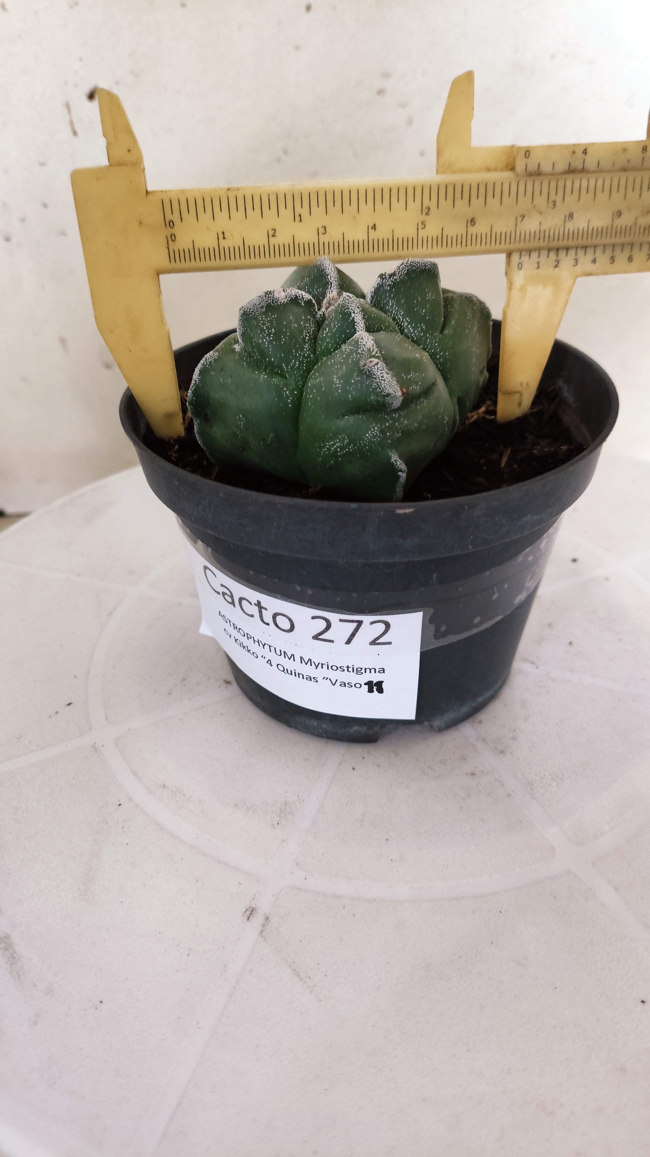 ASTROPHYTUM cv KIKKO "4 Quinas" Nº 272 – vaso 11