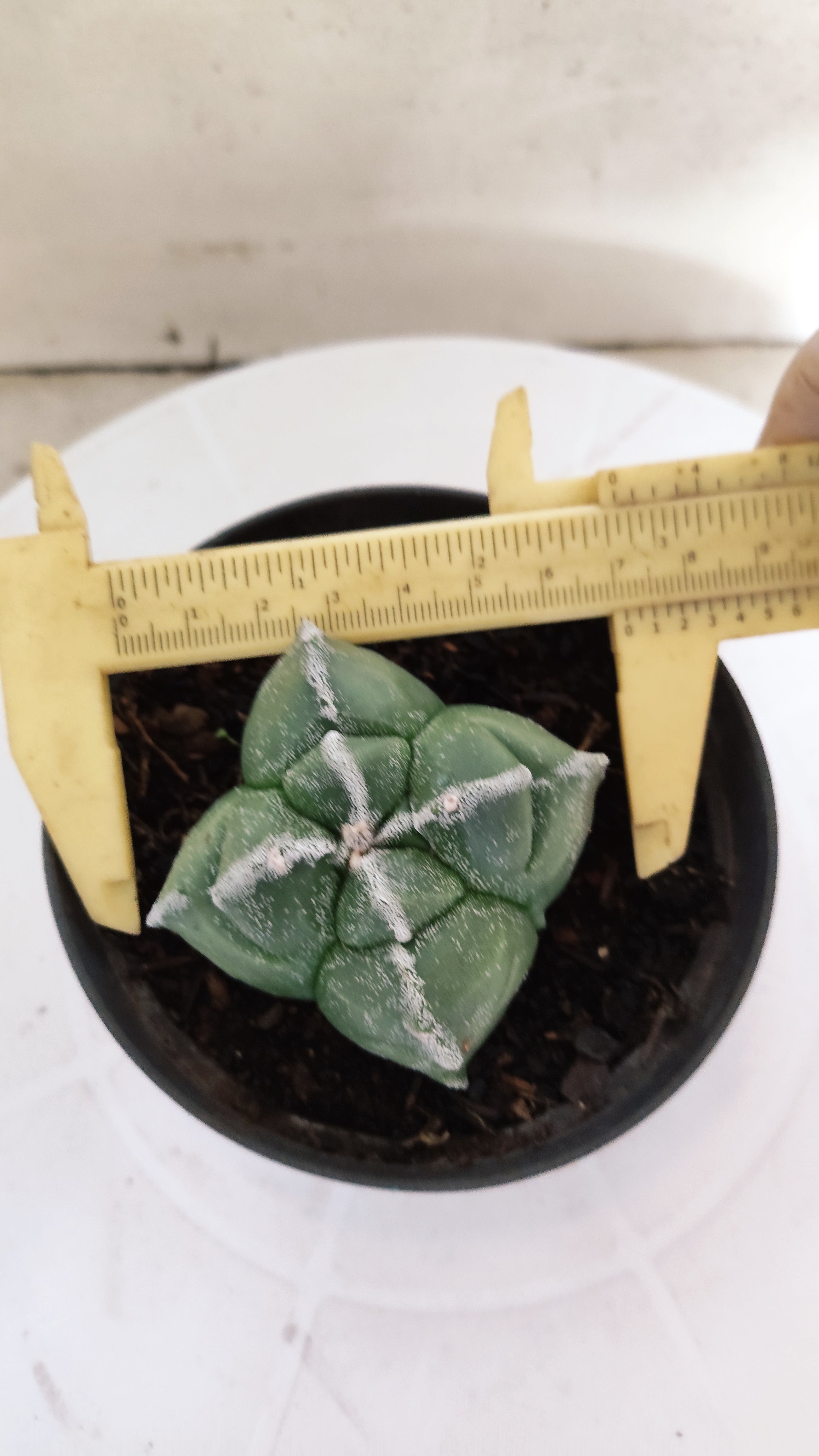 ASTROPHYTUM cv KIKKO "4 Quinas" Nº 272 – vaso 11