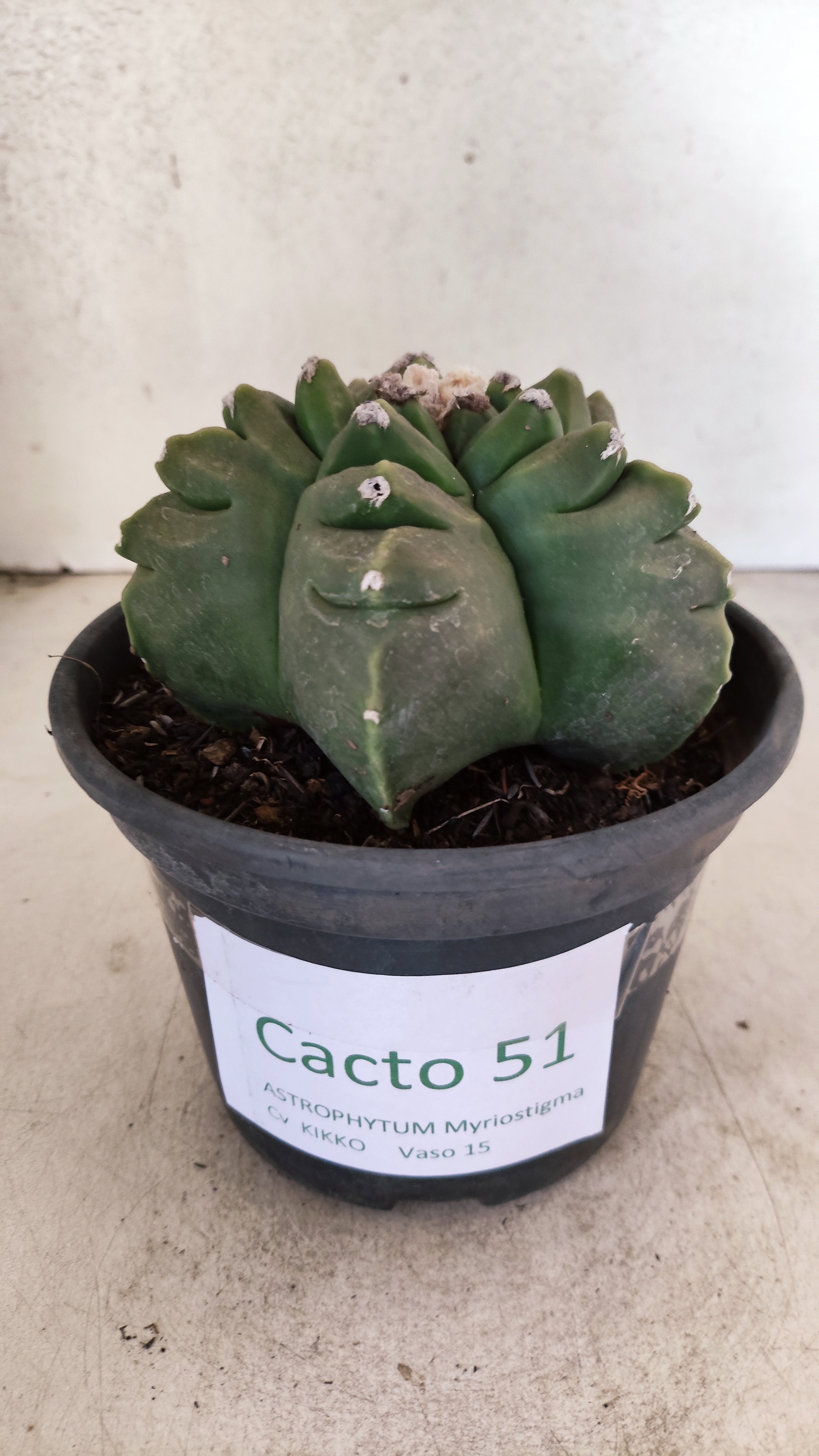MATRIZ ASTROPHYTUM cv KIKKO  Nº 51 – vaso 15