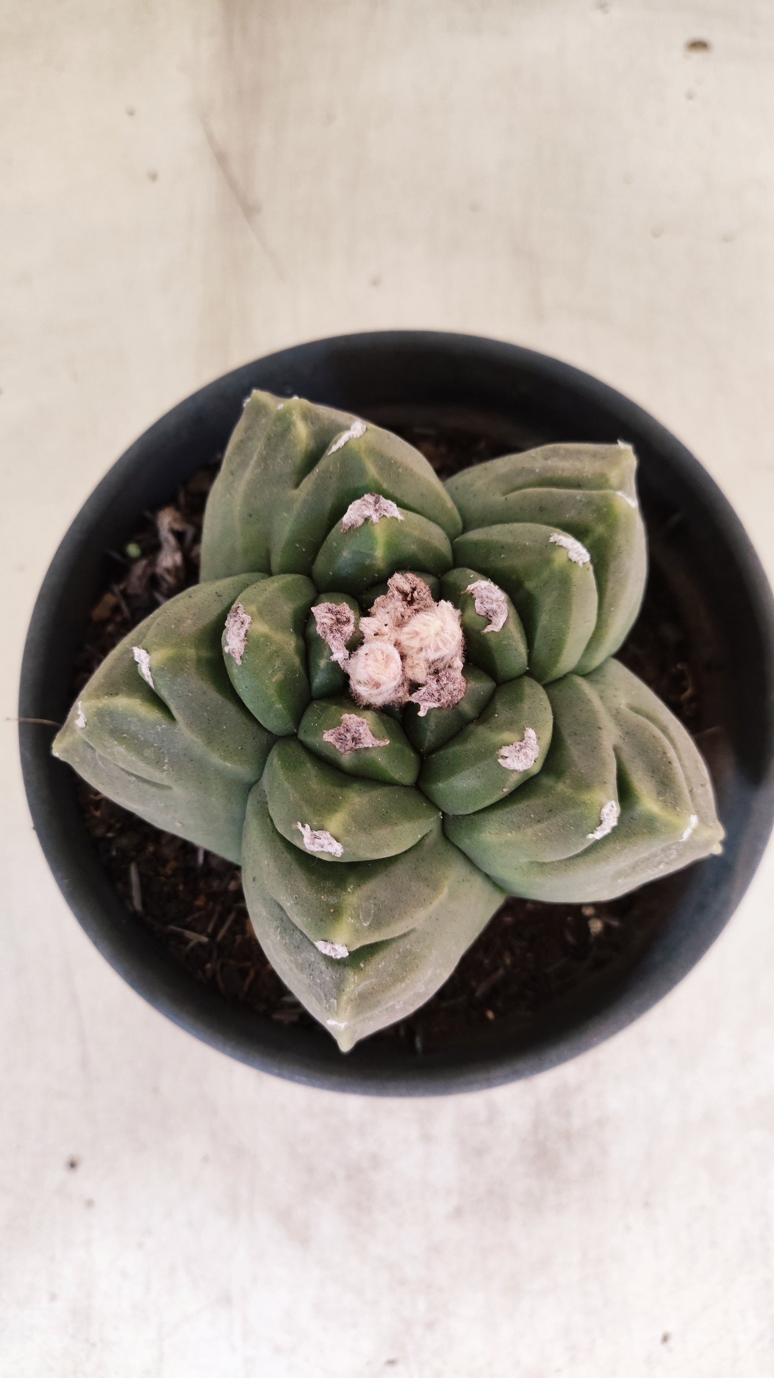 MATRIZ ASTROPHYTUM cv KIKKO  Nº 51 – vaso 15