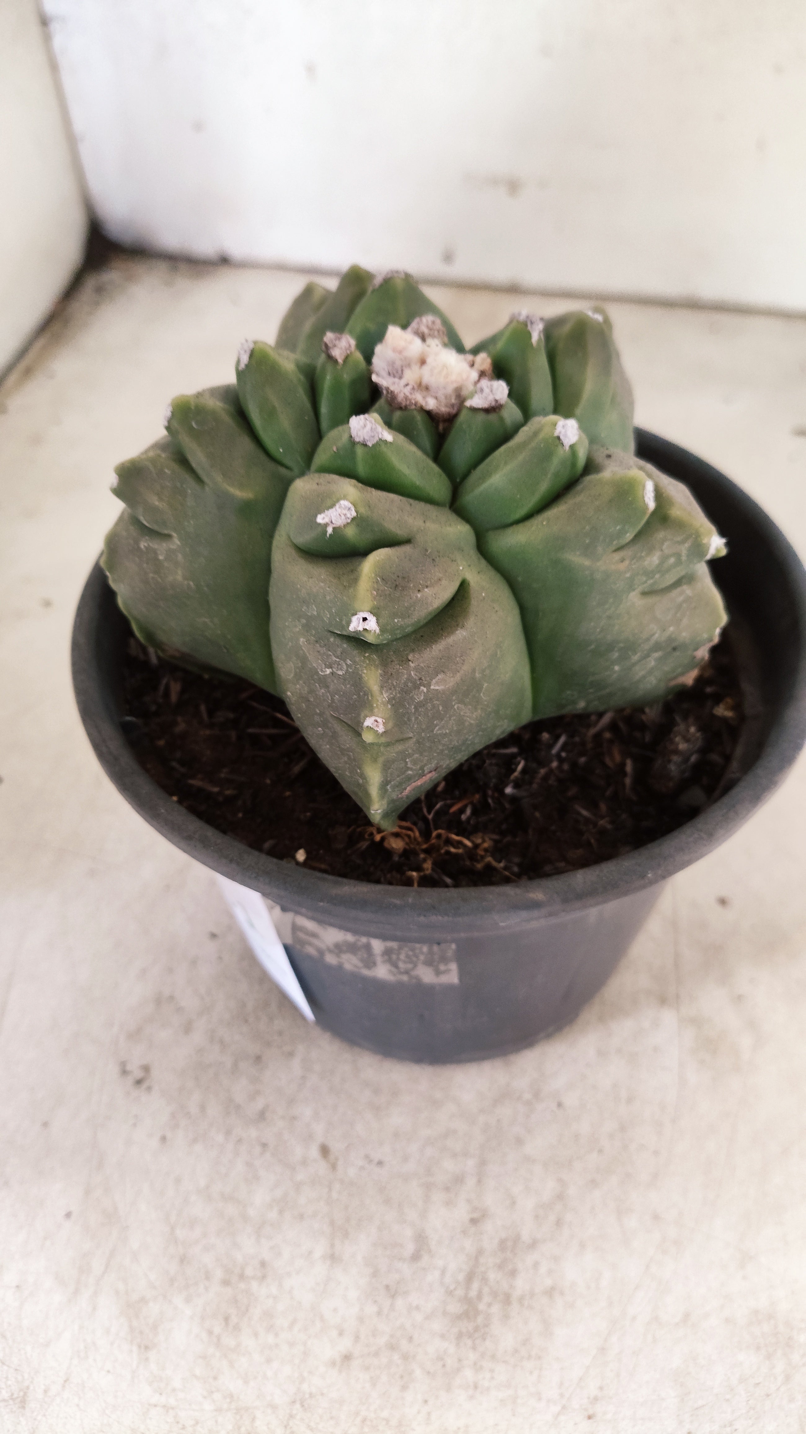 MATRIZ ASTROPHYTUM cv KIKKO  Nº 51 – vaso 15