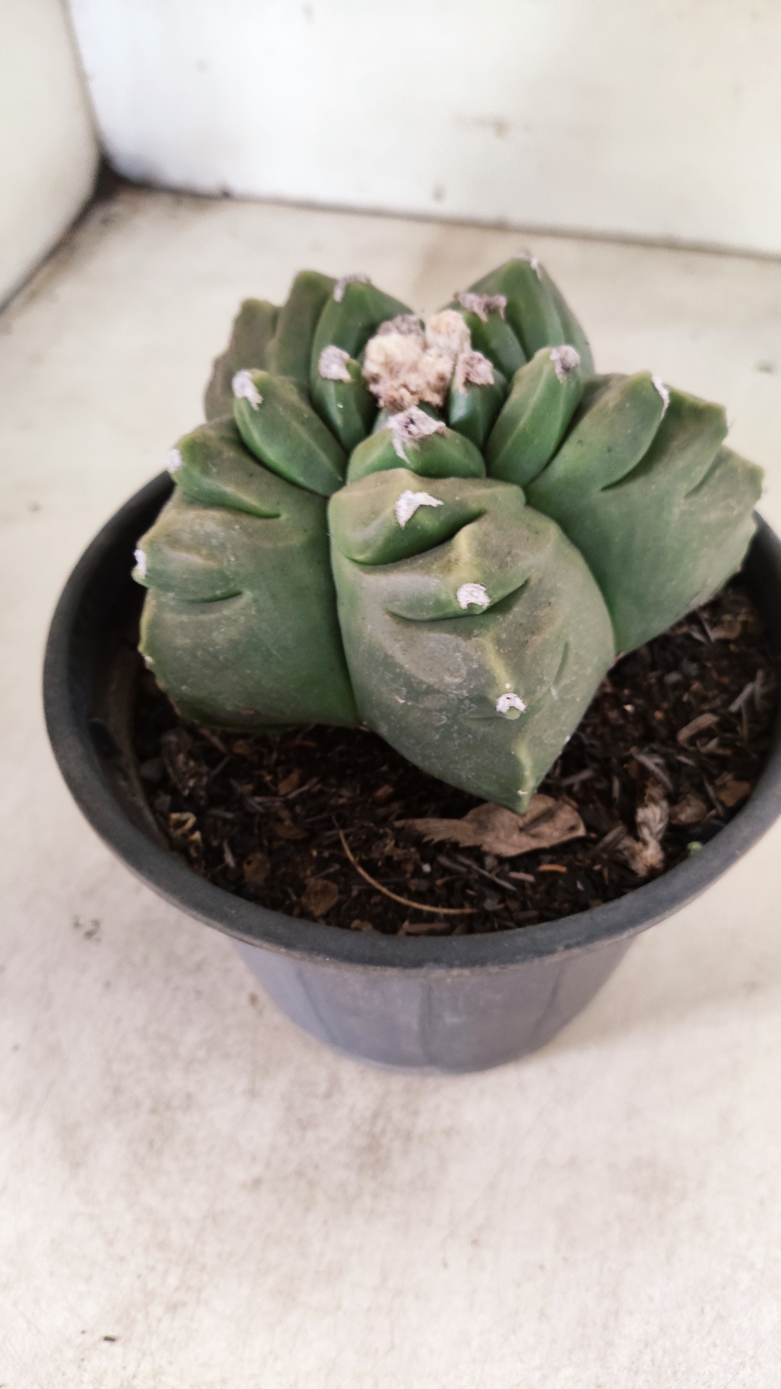 MATRIZ ASTROPHYTUM cv KIKKO  Nº 51 – vaso 15
