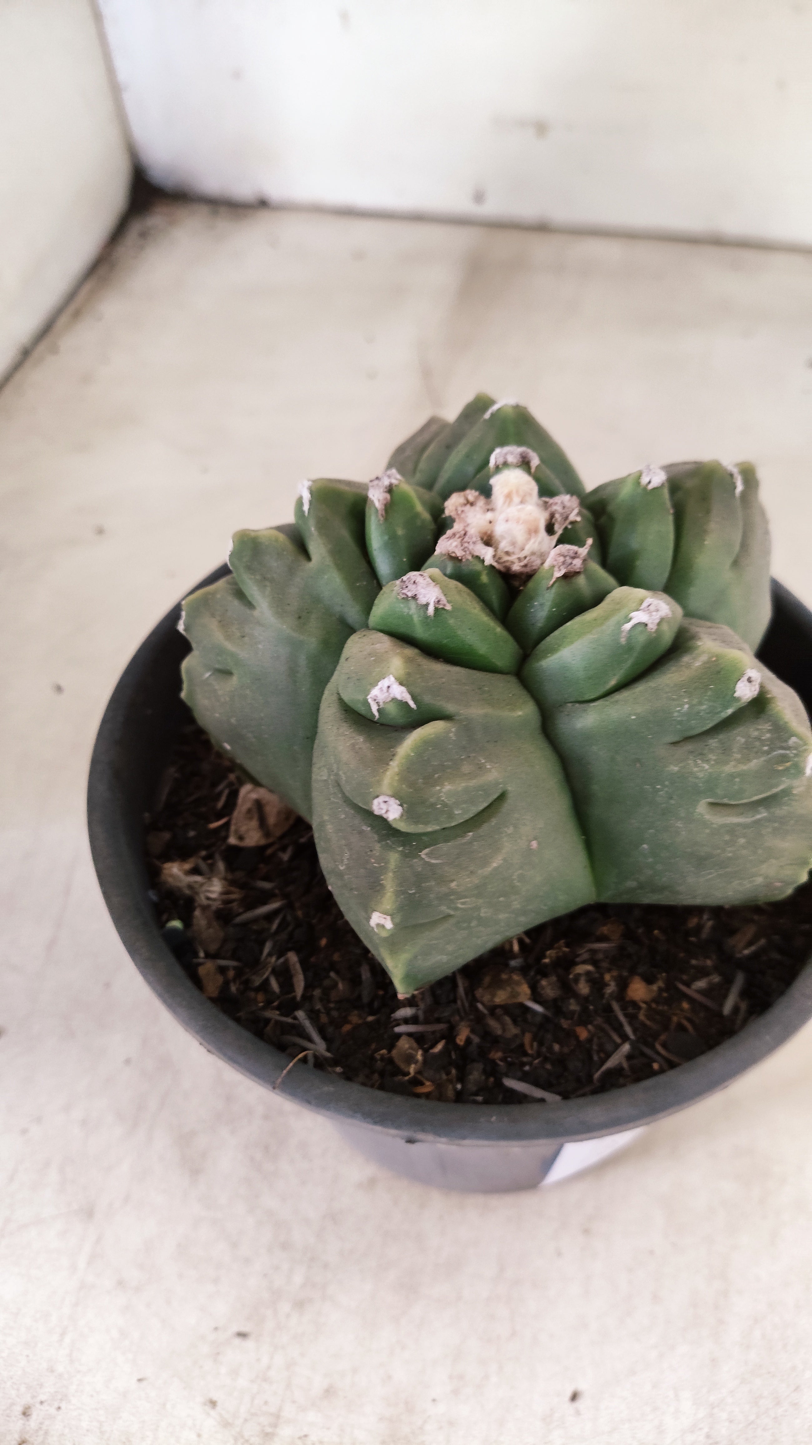 MATRIZ ASTROPHYTUM cv KIKKO  Nº 51 – vaso 15