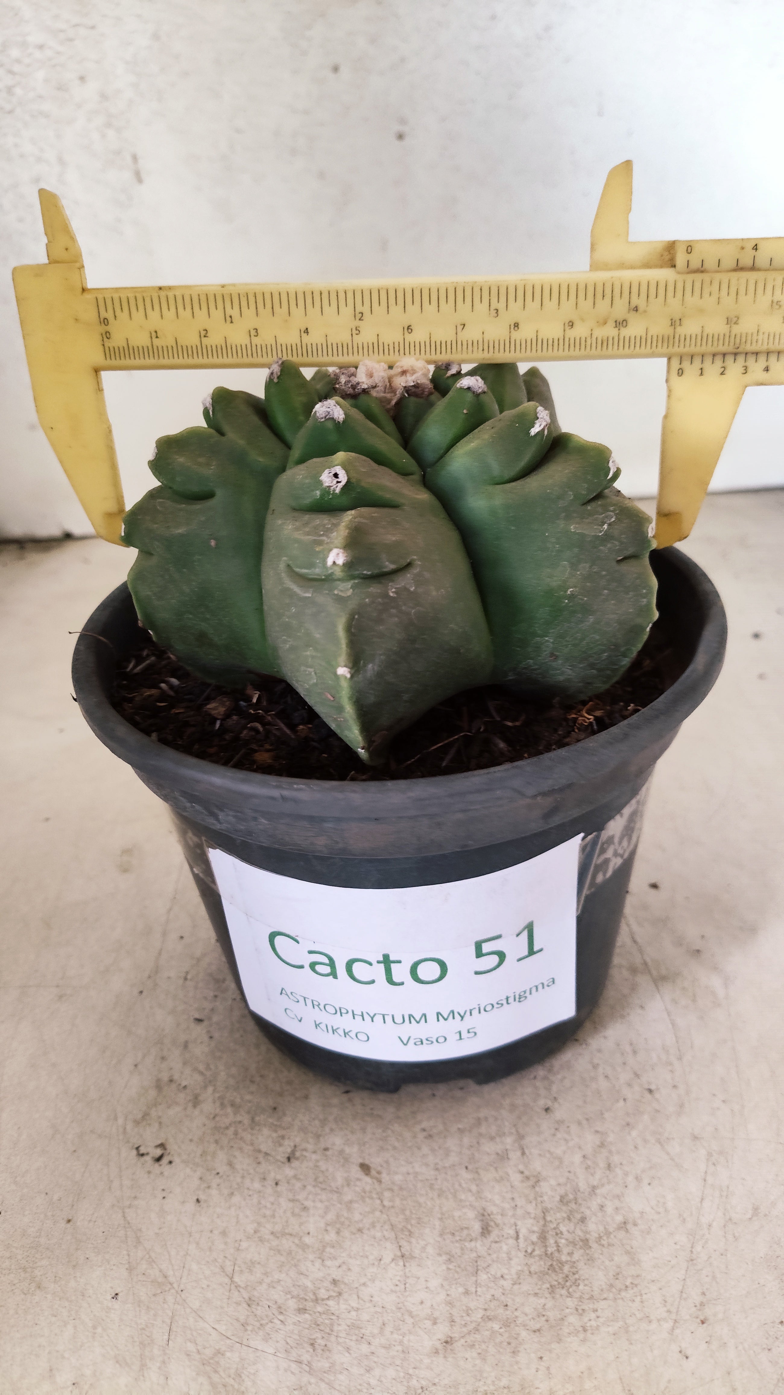 MATRIZ ASTROPHYTUM cv KIKKO  Nº 51 – vaso 15
