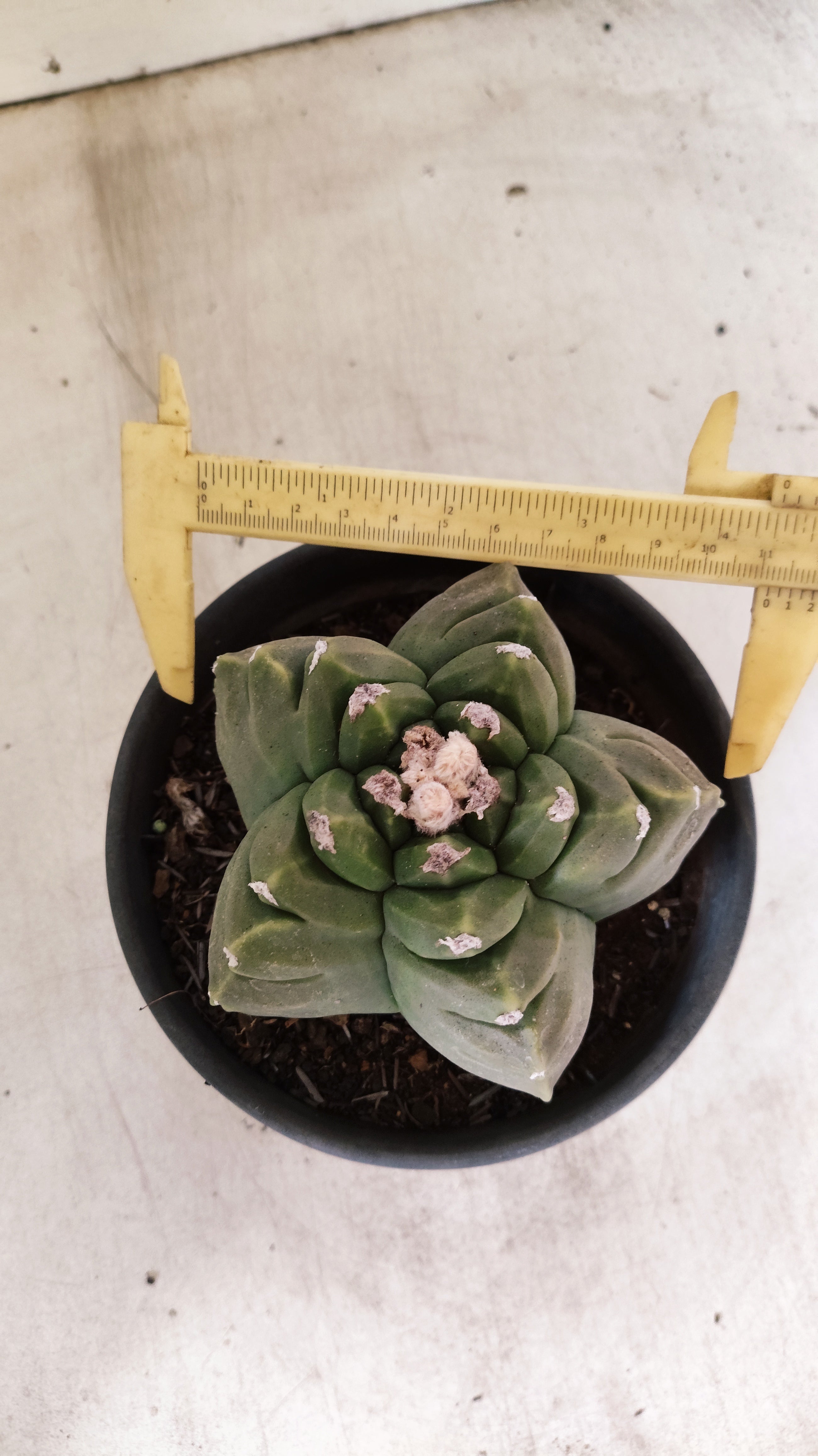 MATRIZ ASTROPHYTUM cv KIKKO  Nº 51 – vaso 15