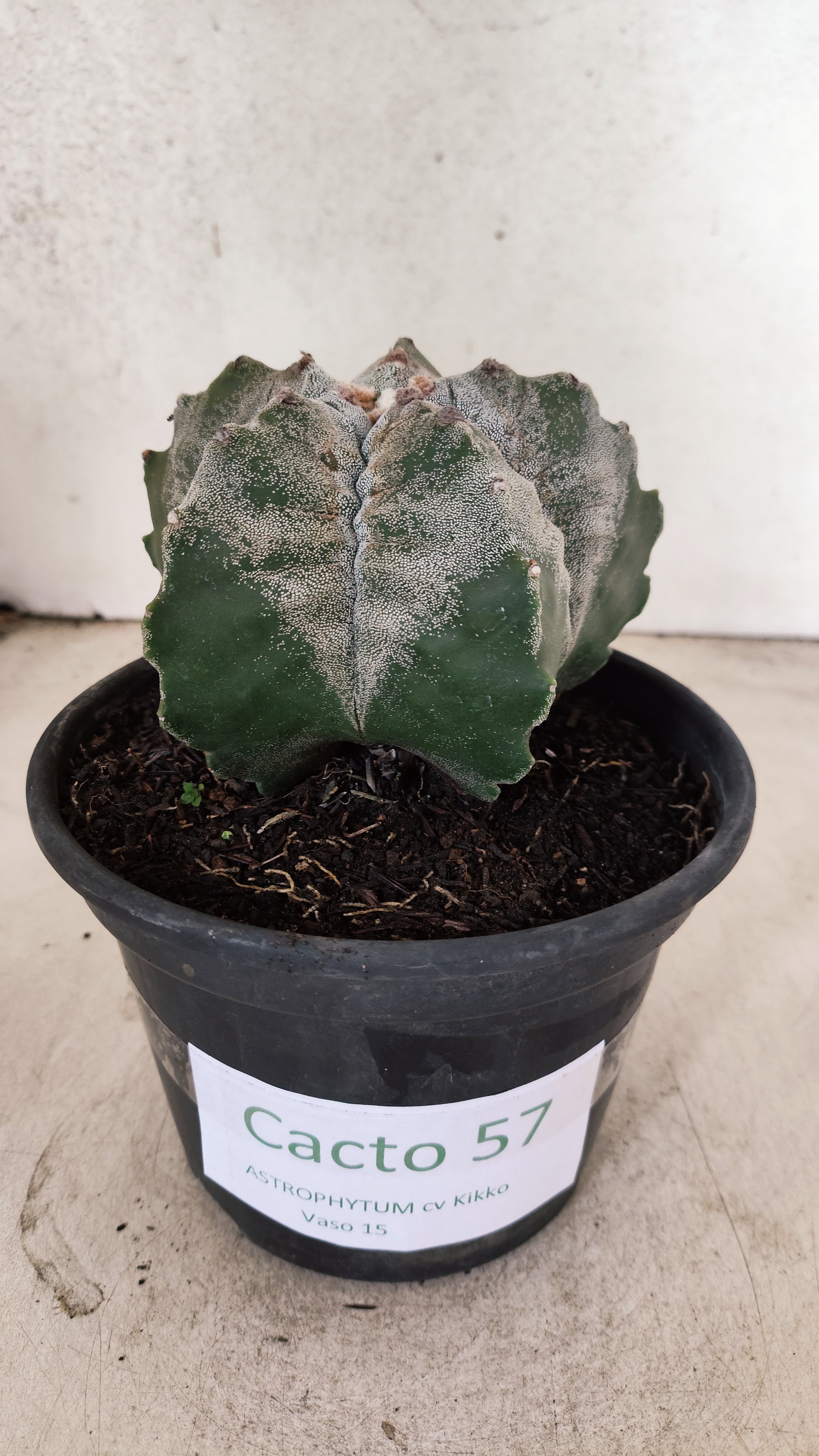MATRIZ ASTROPHYTUM cv KIKKO Nº 57 – vaso 15