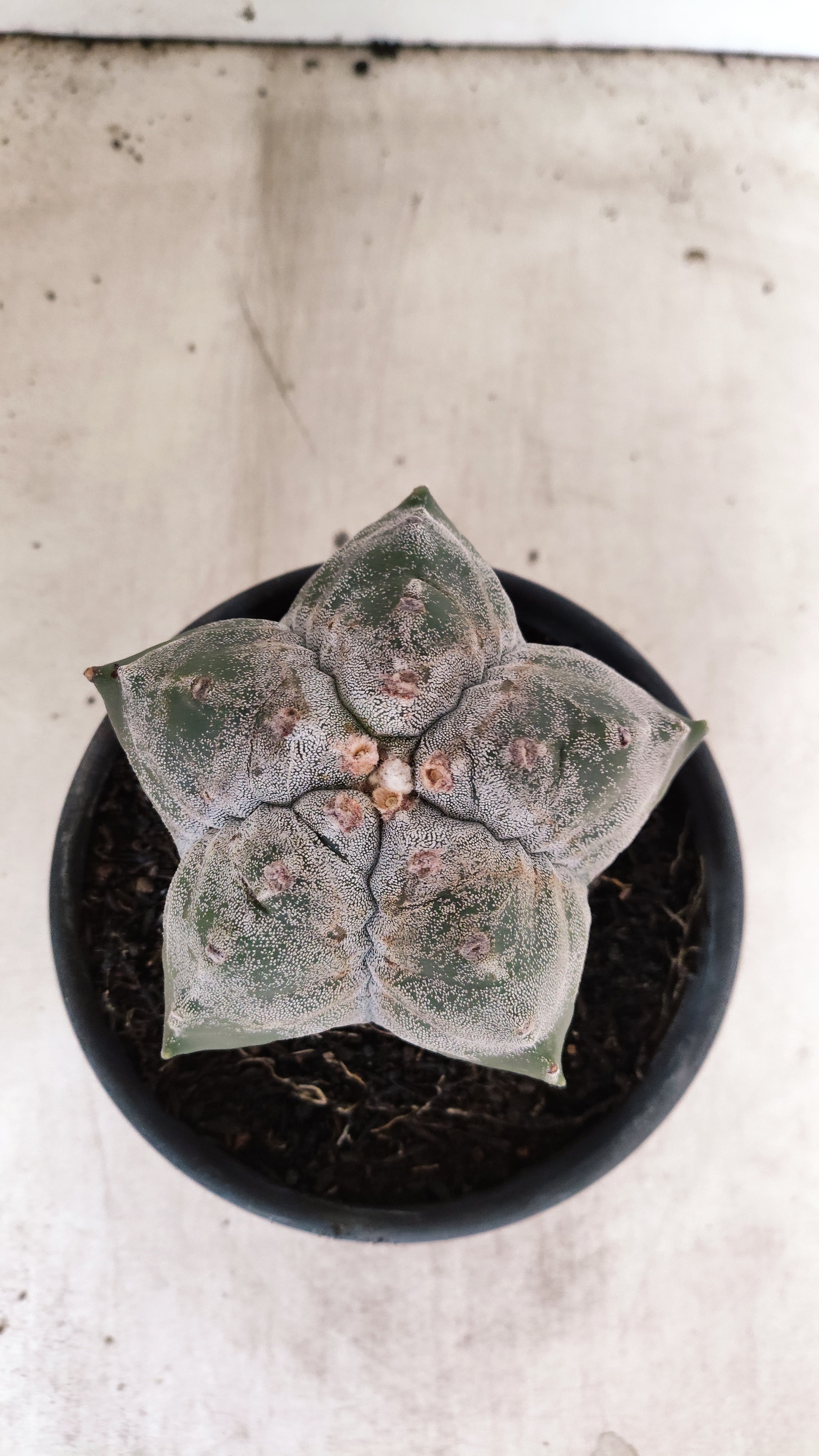 MATRIZ ASTROPHYTUM cv KIKKO Nº 57 – vaso 15