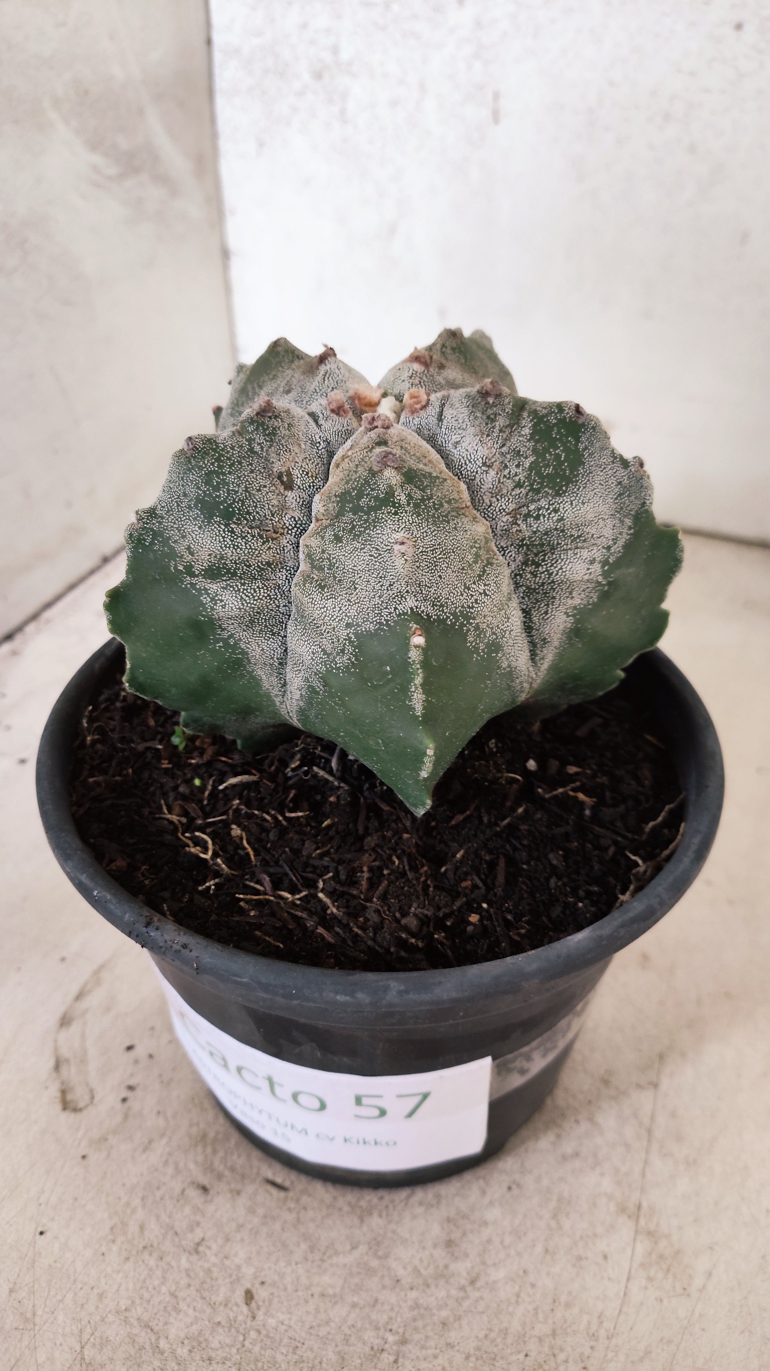 MATRIZ ASTROPHYTUM cv KIKKO Nº 57 – vaso 15