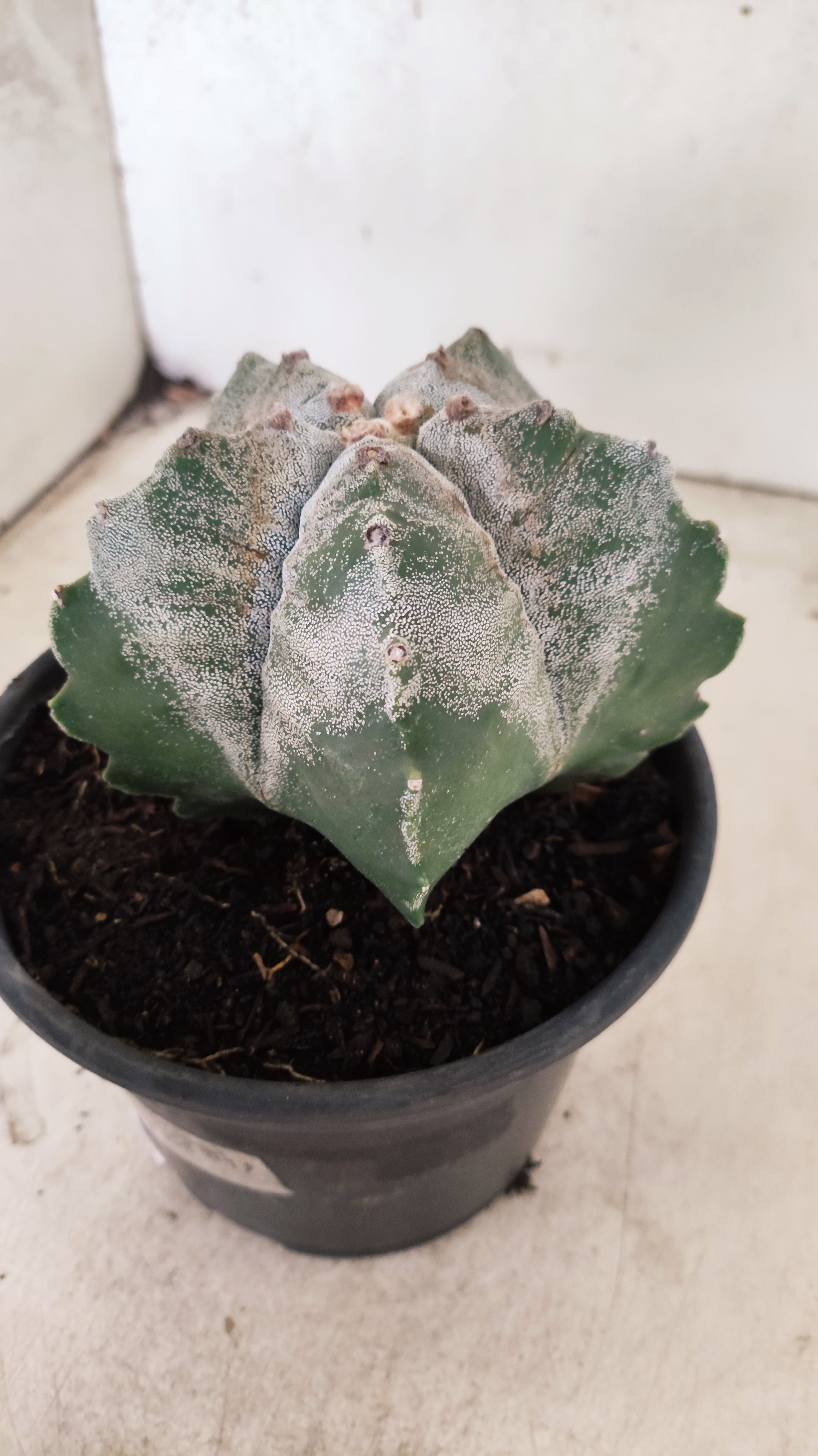 MATRIZ ASTROPHYTUM cv KIKKO Nº 57 – vaso 15