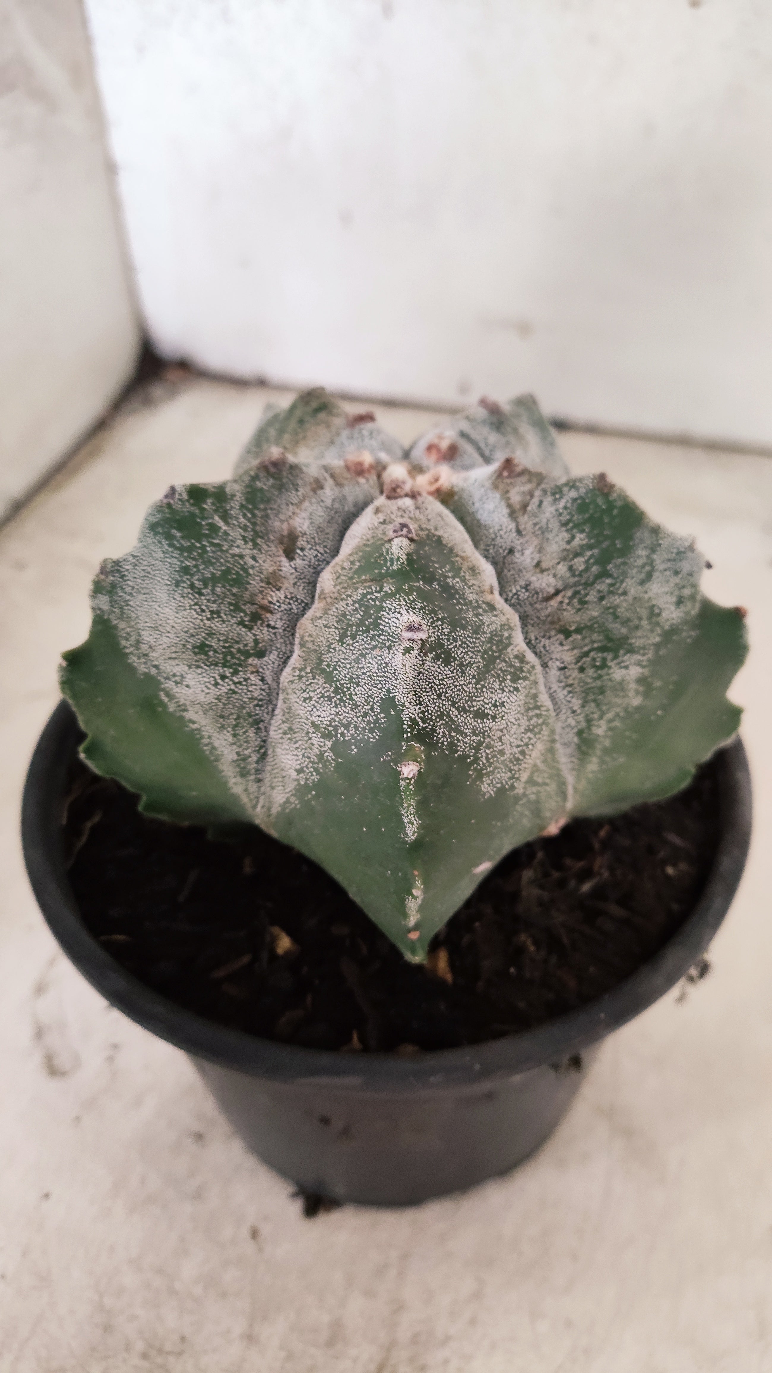 MATRIZ ASTROPHYTUM cv KIKKO Nº 57 – vaso 15