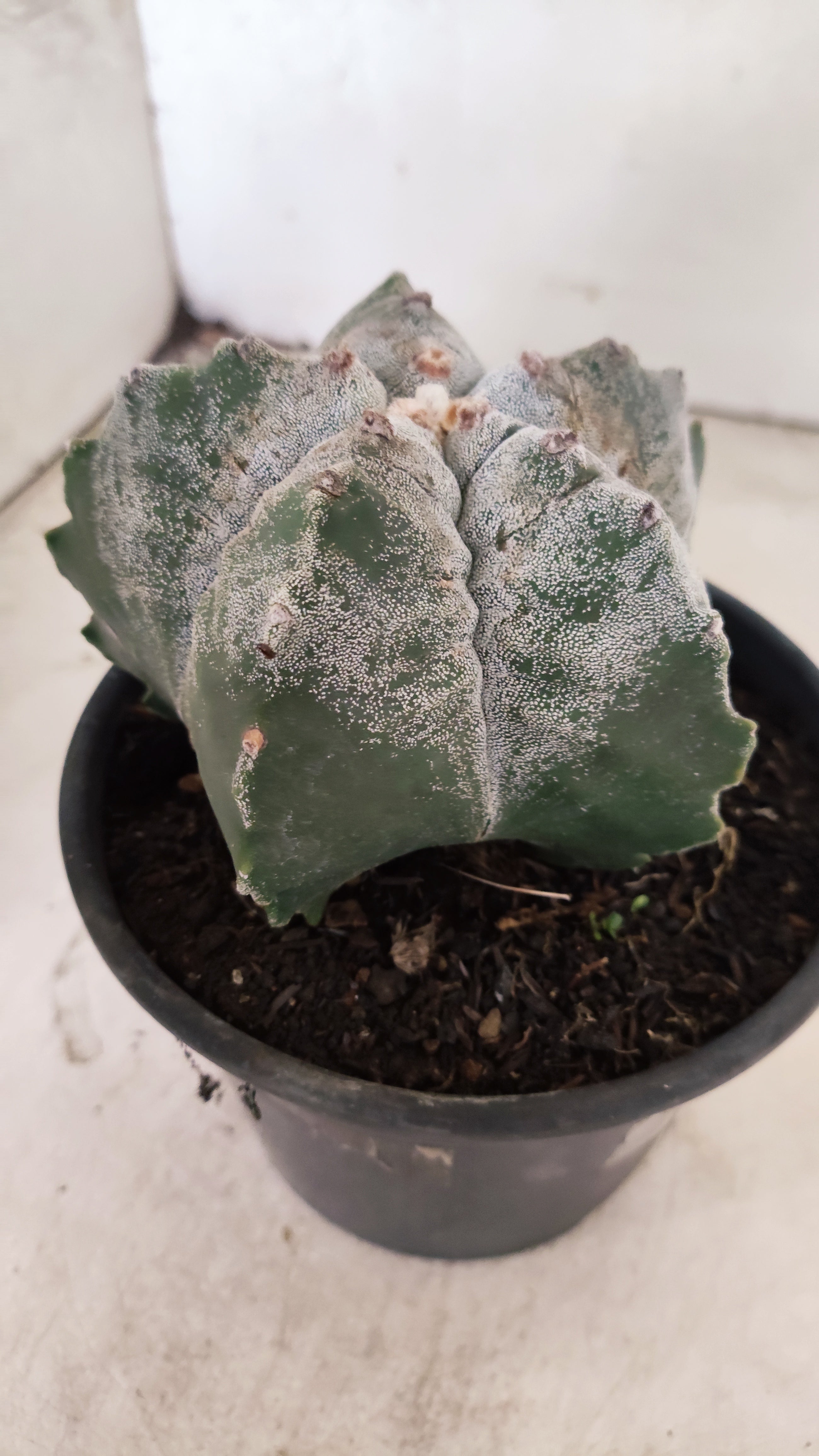 MATRIZ ASTROPHYTUM cv KIKKO Nº 57 – vaso 15