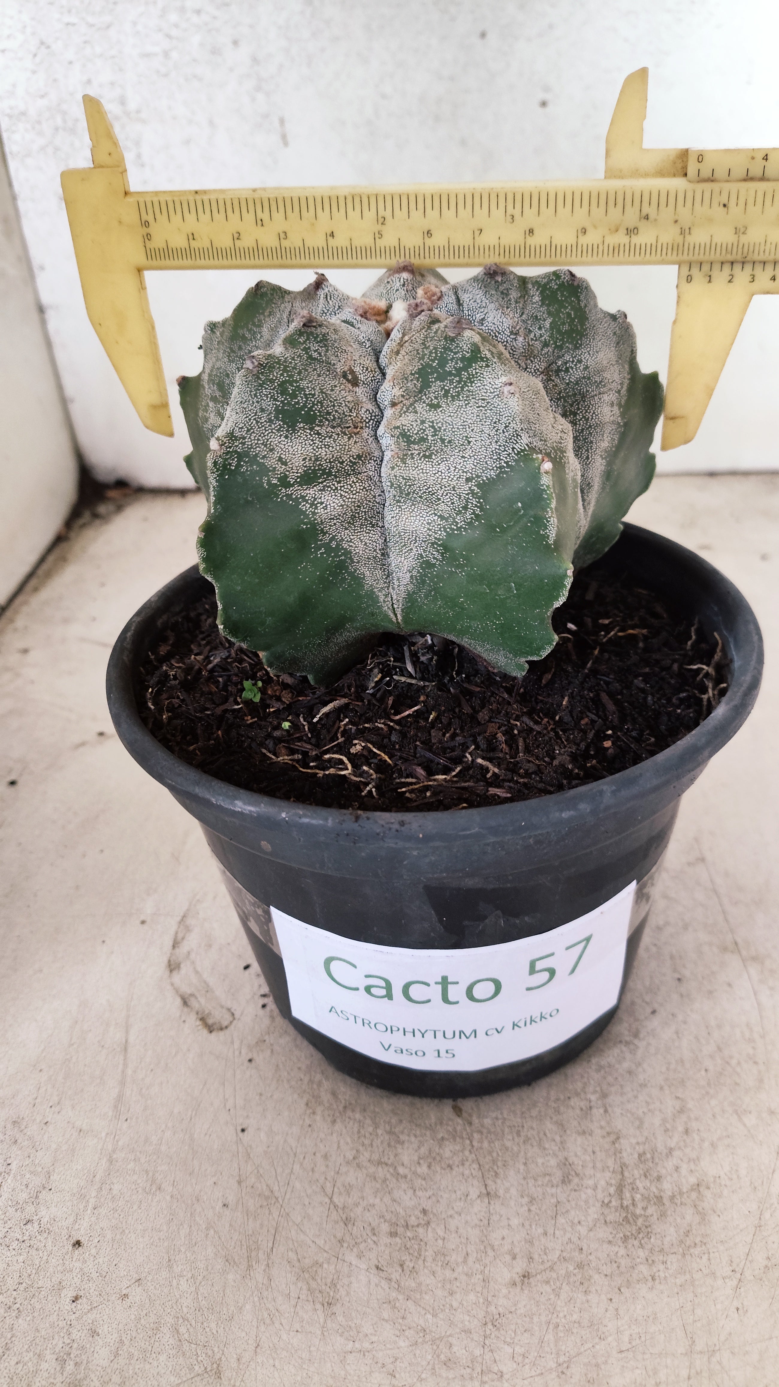 MATRIZ ASTROPHYTUM cv KIKKO Nº 57 – vaso 15
