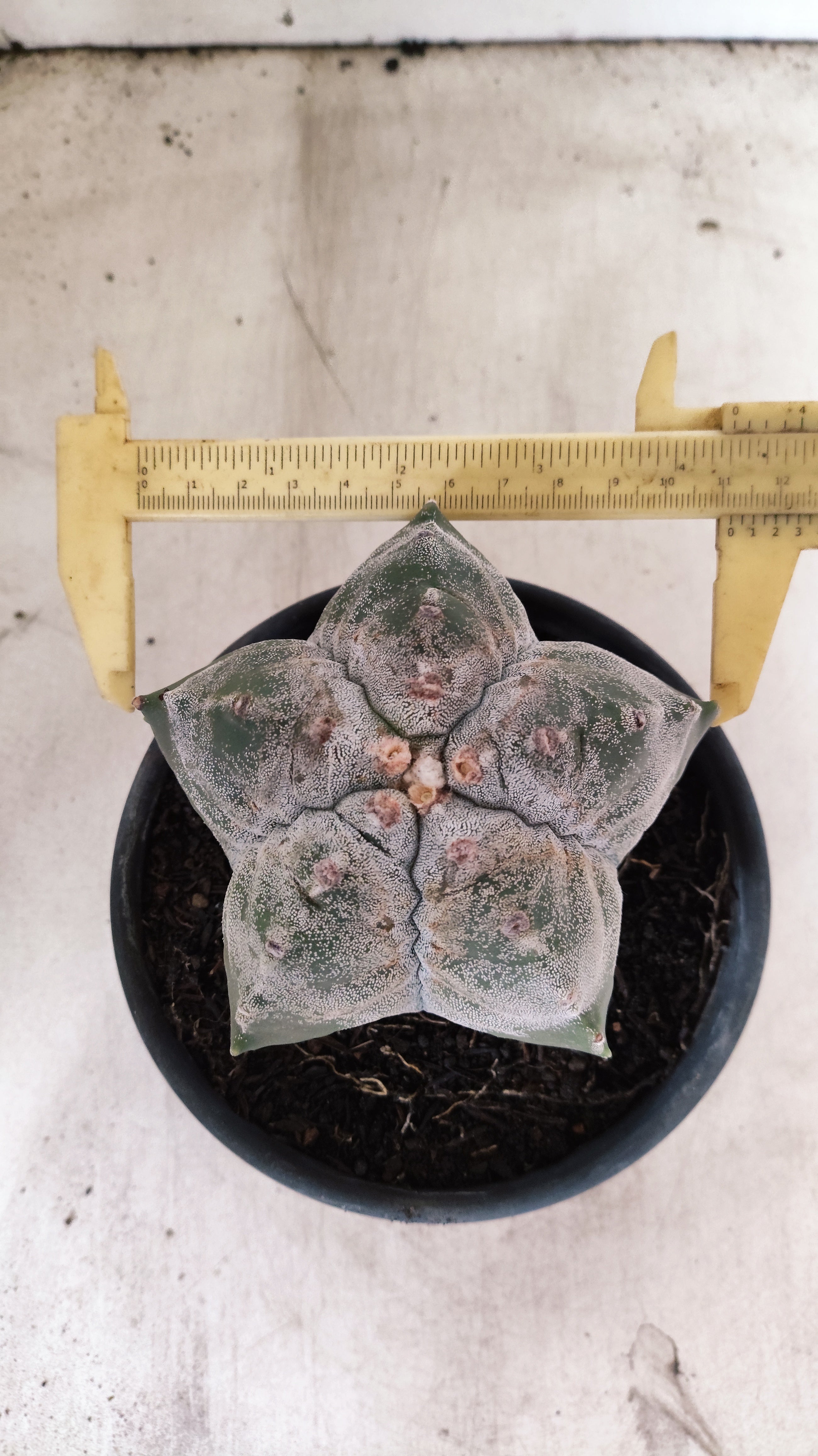 MATRIZ ASTROPHYTUM cv KIKKO Nº 57 – vaso 15
