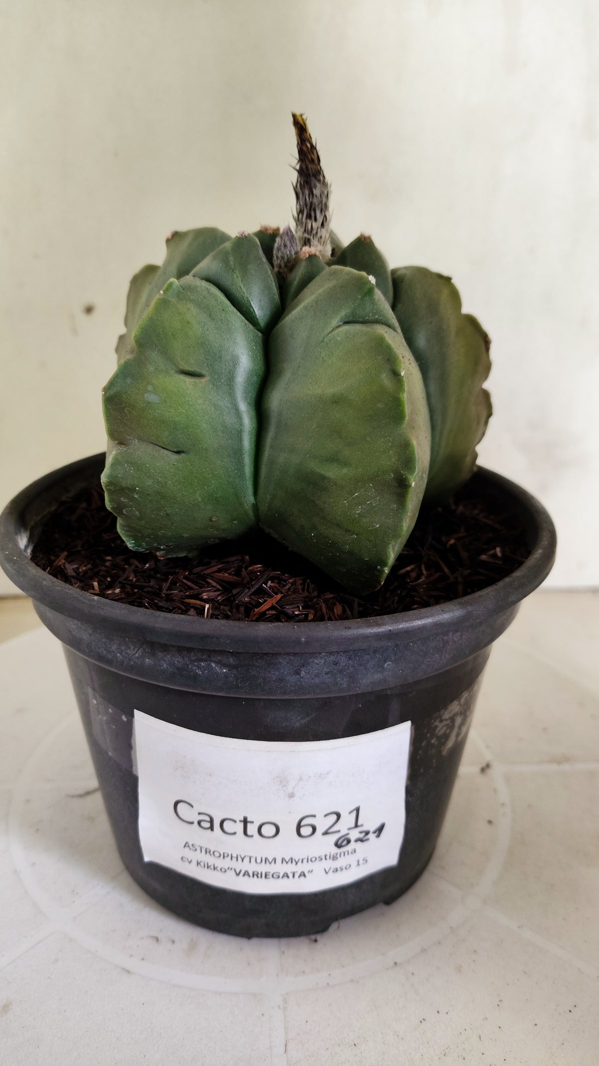 MATRIZ ASTROPHYTUM cv KIKKO "Variegata" Nº 621 – vaso 15