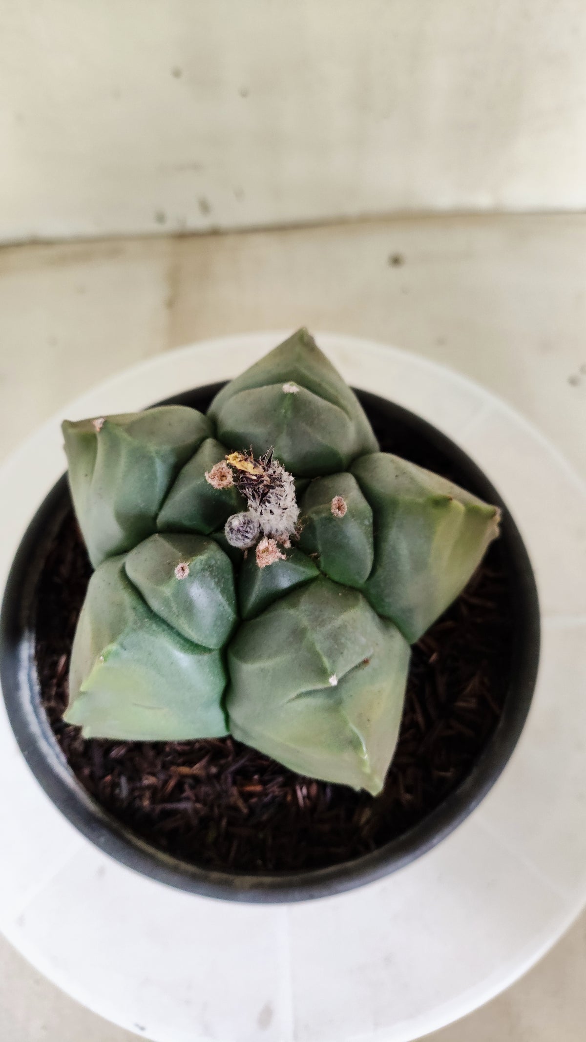 MATRIZ ASTROPHYTUM cv KIKKO "Variegata" Nº 621 – vaso 15