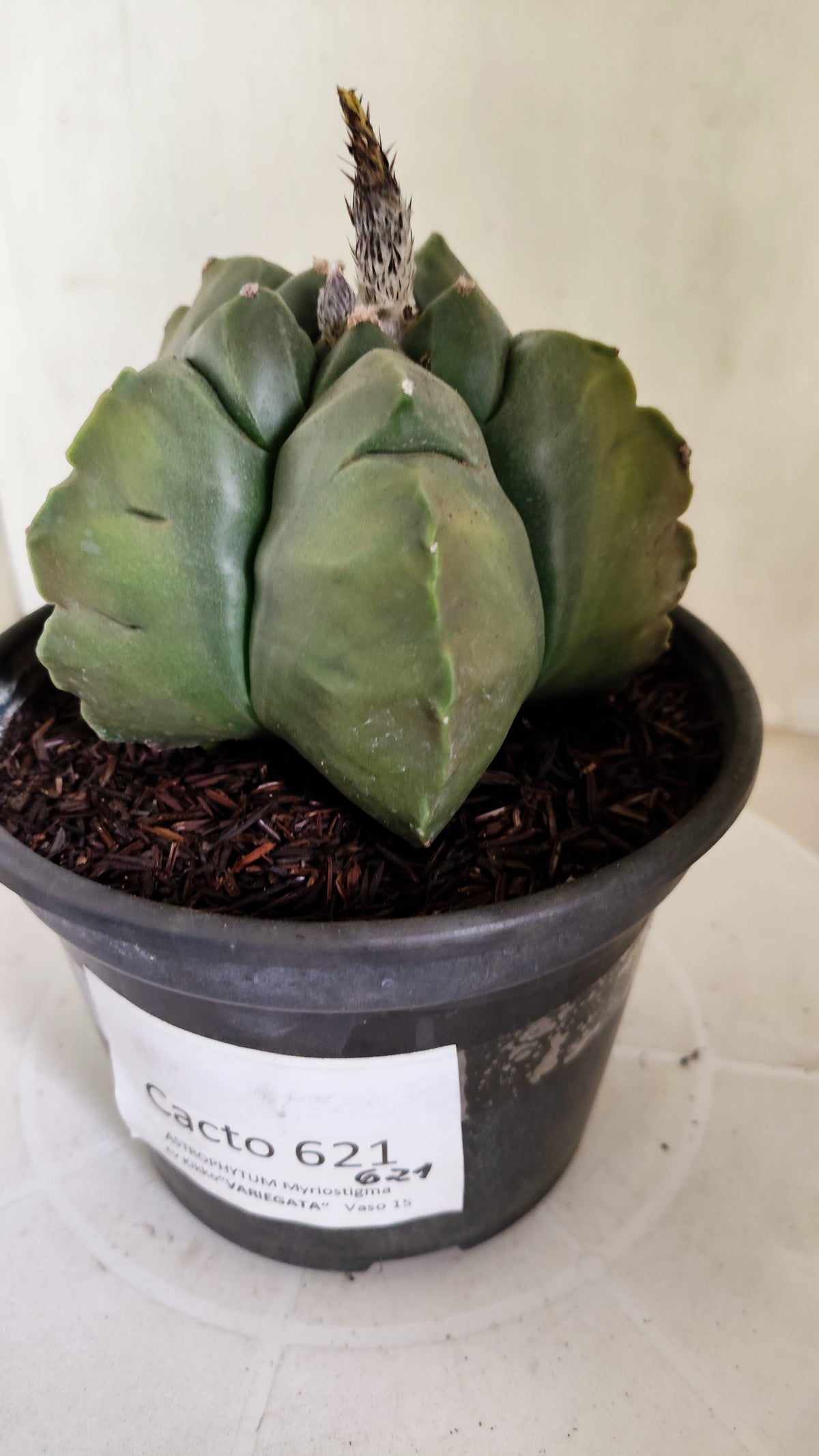 MATRIZ ASTROPHYTUM cv KIKKO "Variegata" Nº 621 – vaso 15