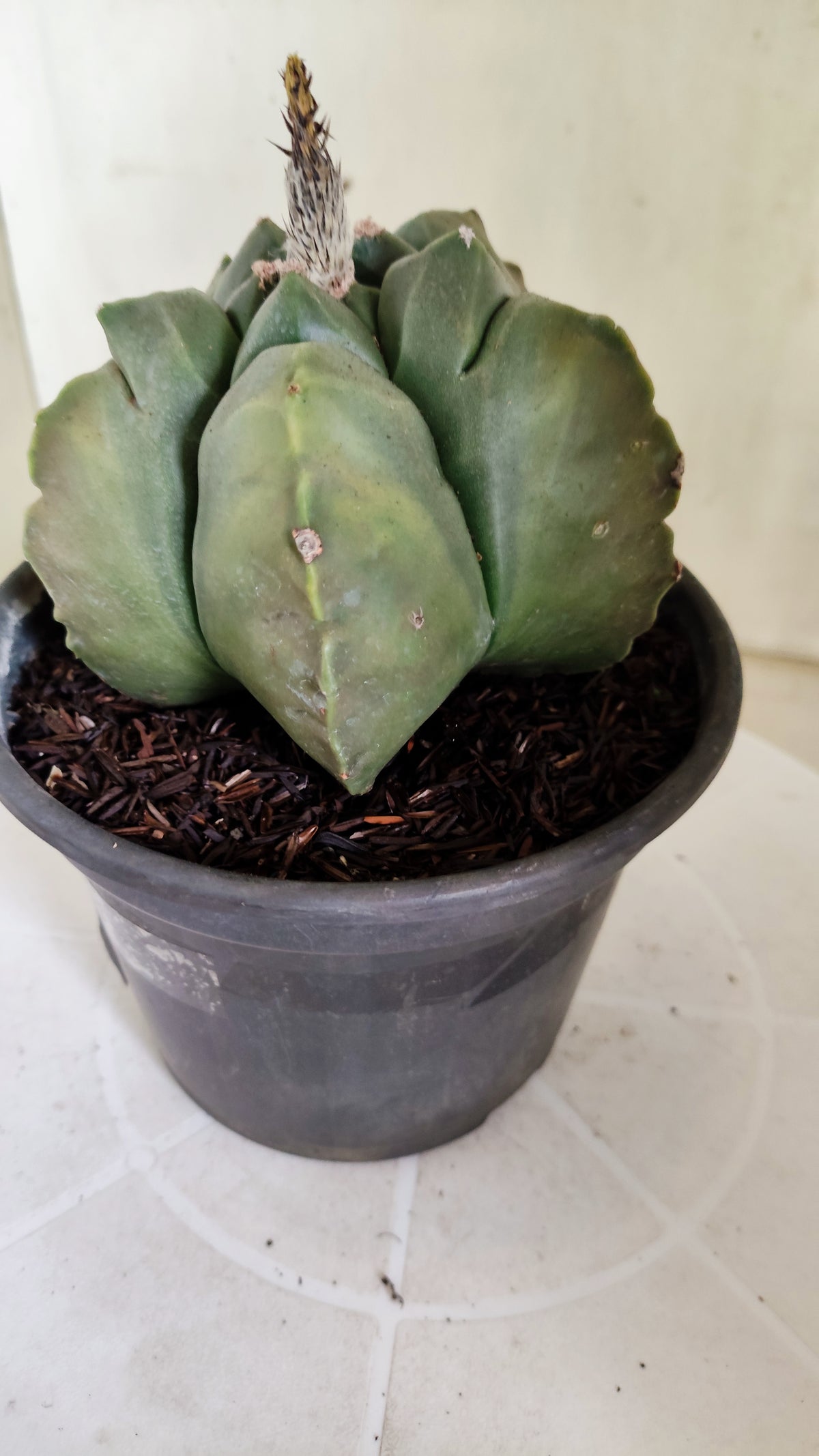 MATRIZ ASTROPHYTUM cv KIKKO "Variegata" Nº 621 – vaso 15
