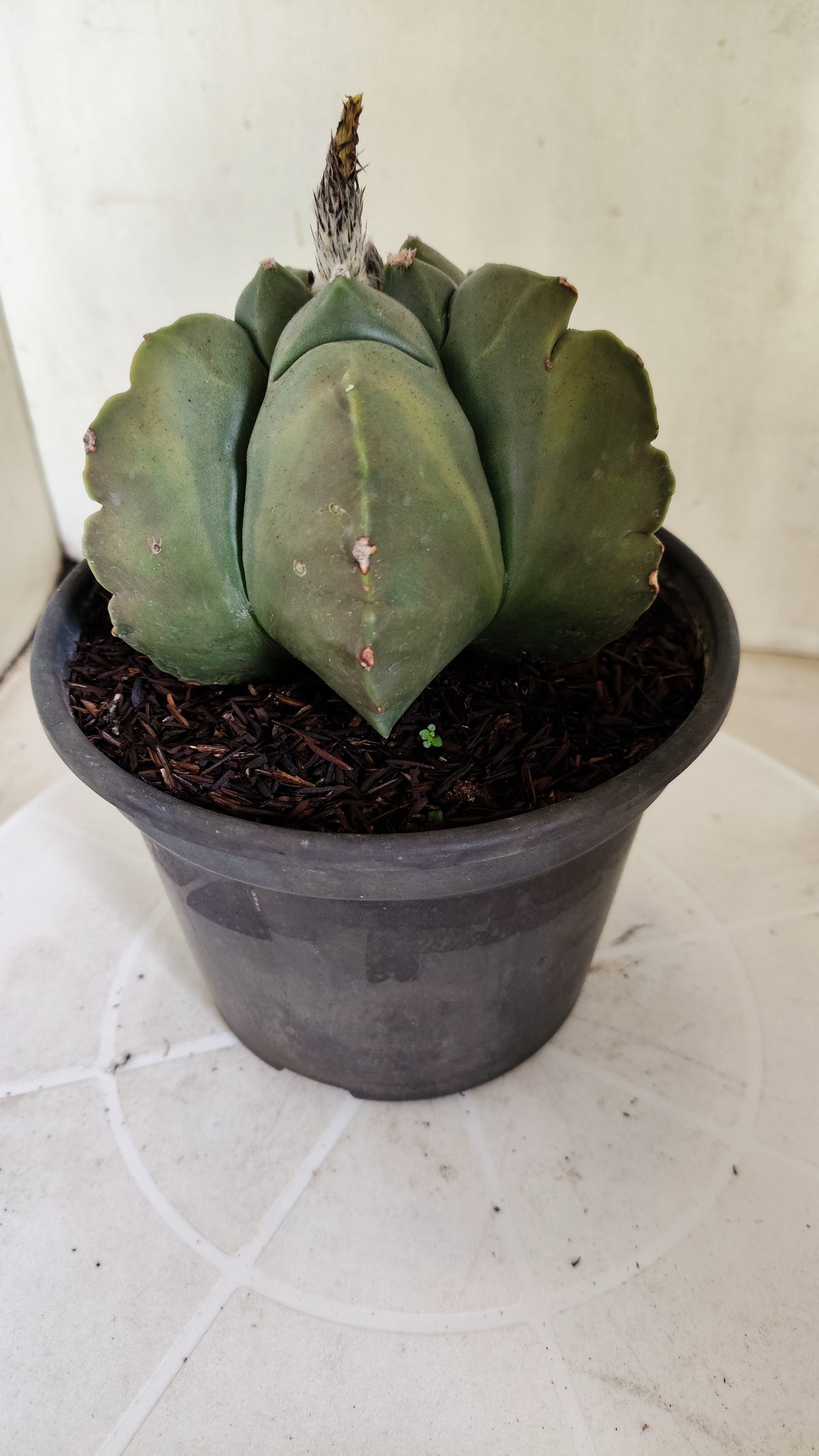 MATRIZ ASTROPHYTUM cv KIKKO "Variegata" Nº 621 – vaso 15