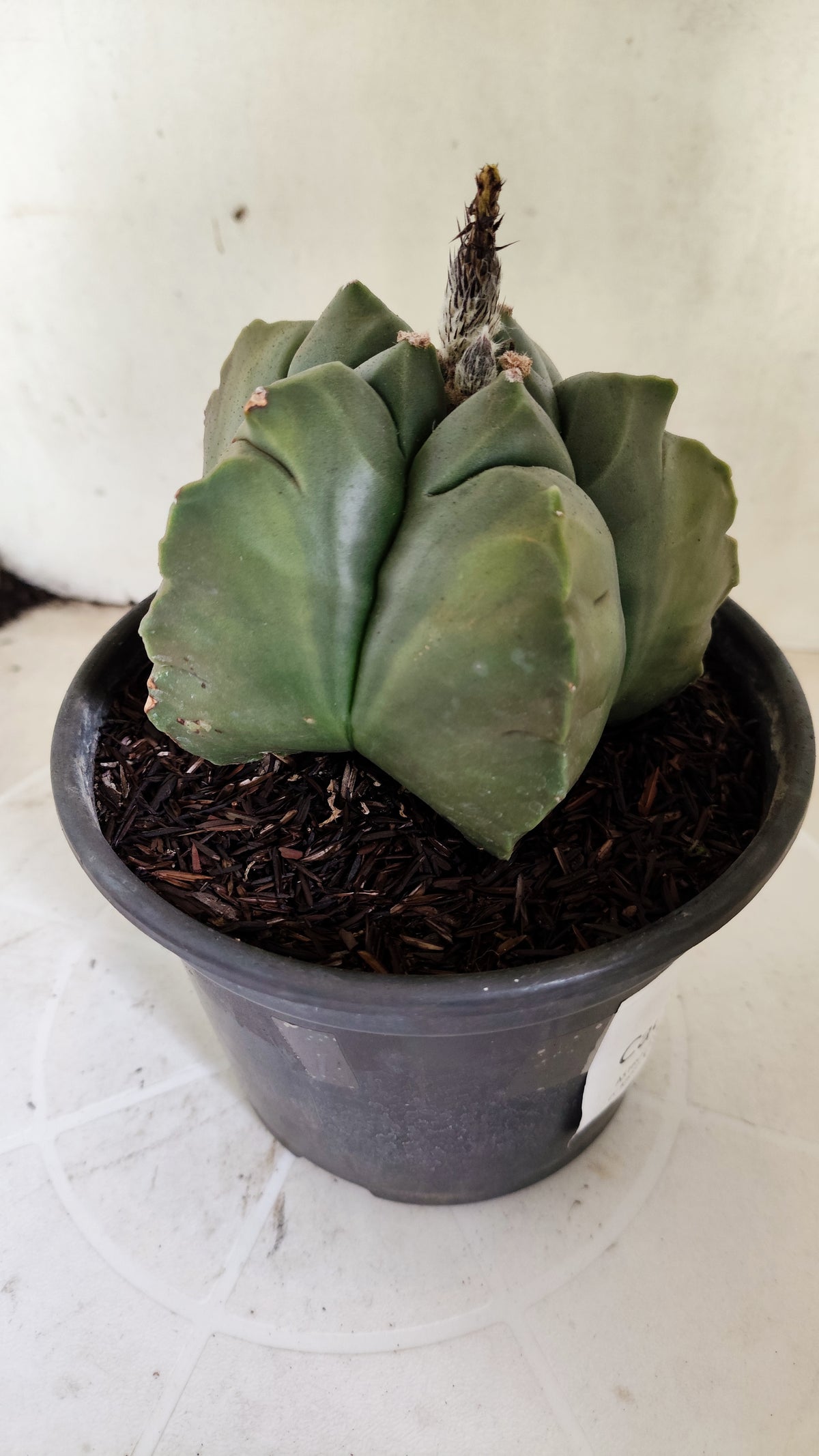 MATRIZ ASTROPHYTUM cv KIKKO "Variegata" Nº 621 – vaso 15