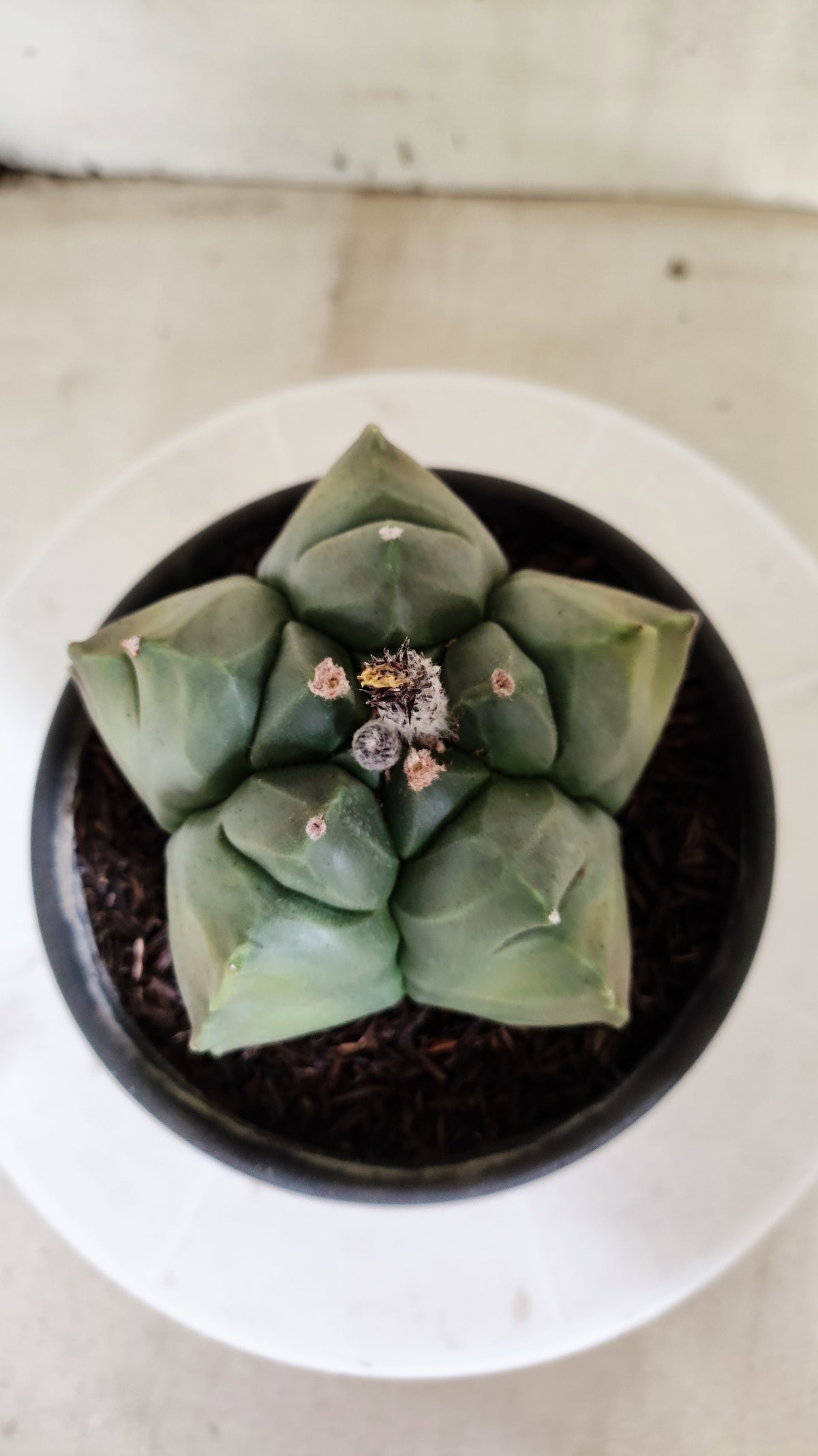 MATRIZ ASTROPHYTUM cv KIKKO "Variegata" Nº 621 – vaso 15