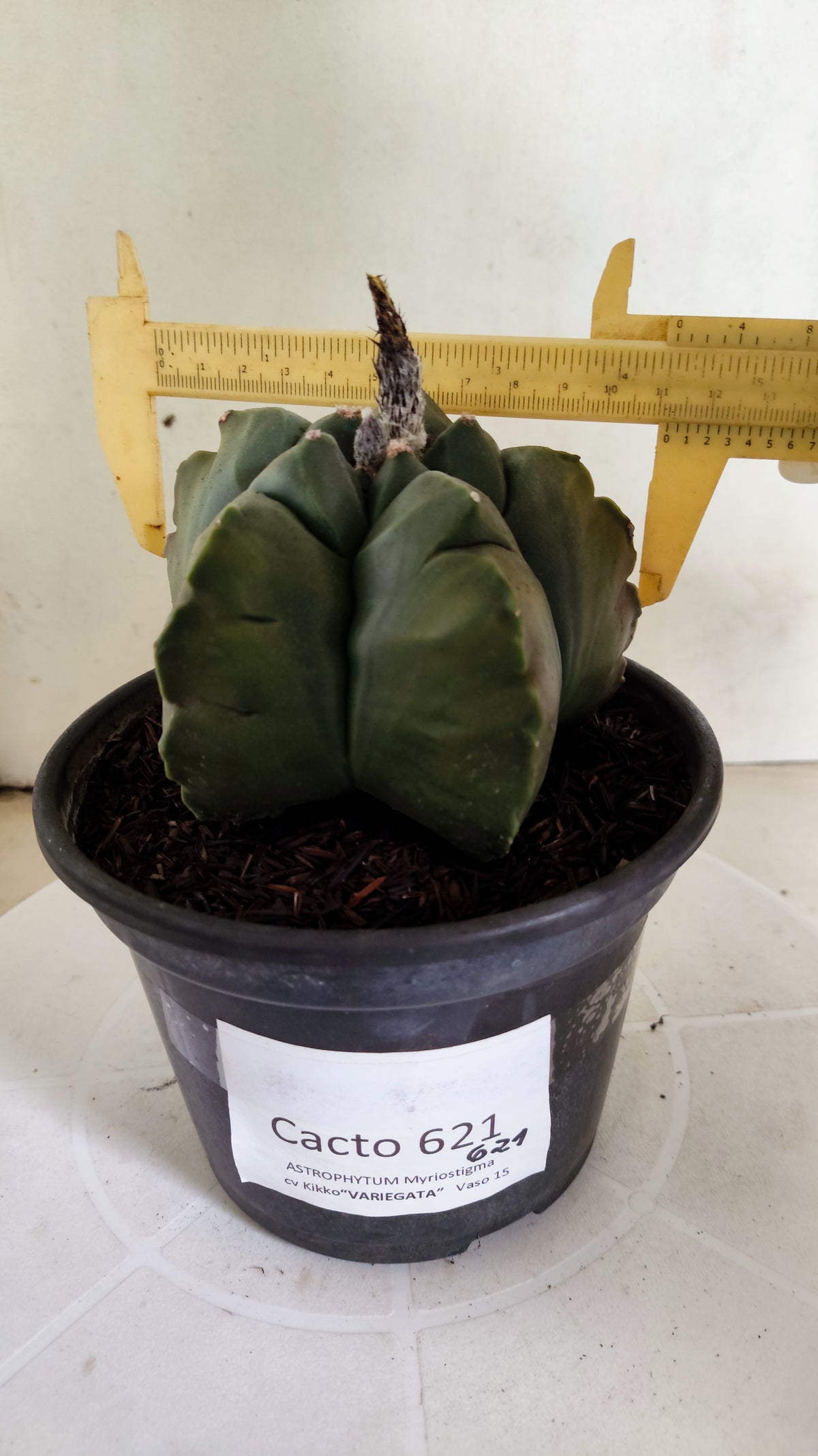 MATRIZ ASTROPHYTUM cv KIKKO "Variegata" Nº 621 – vaso 15