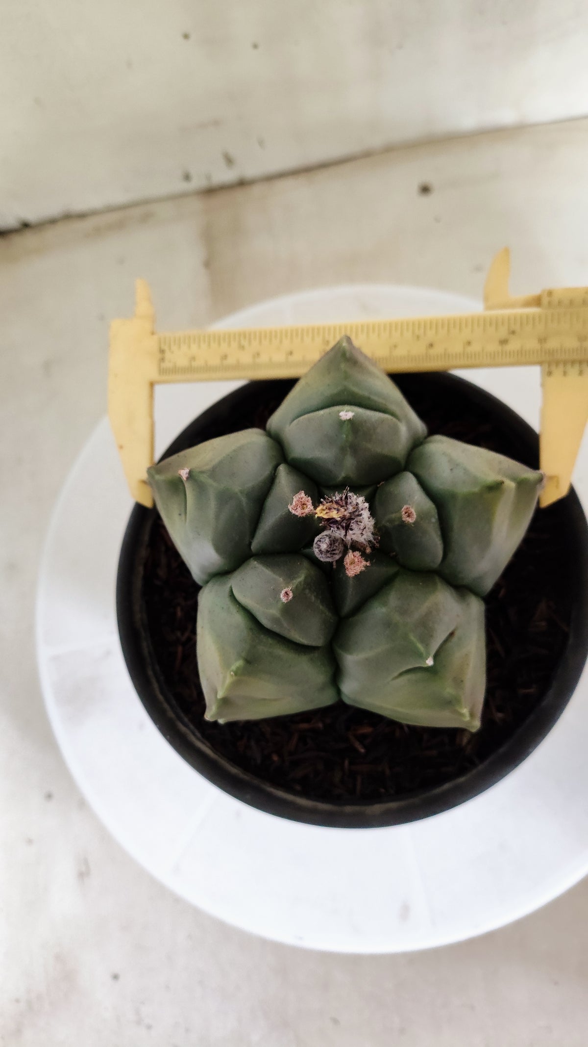MATRIZ ASTROPHYTUM cv KIKKO "Variegata" Nº 621 – vaso 15