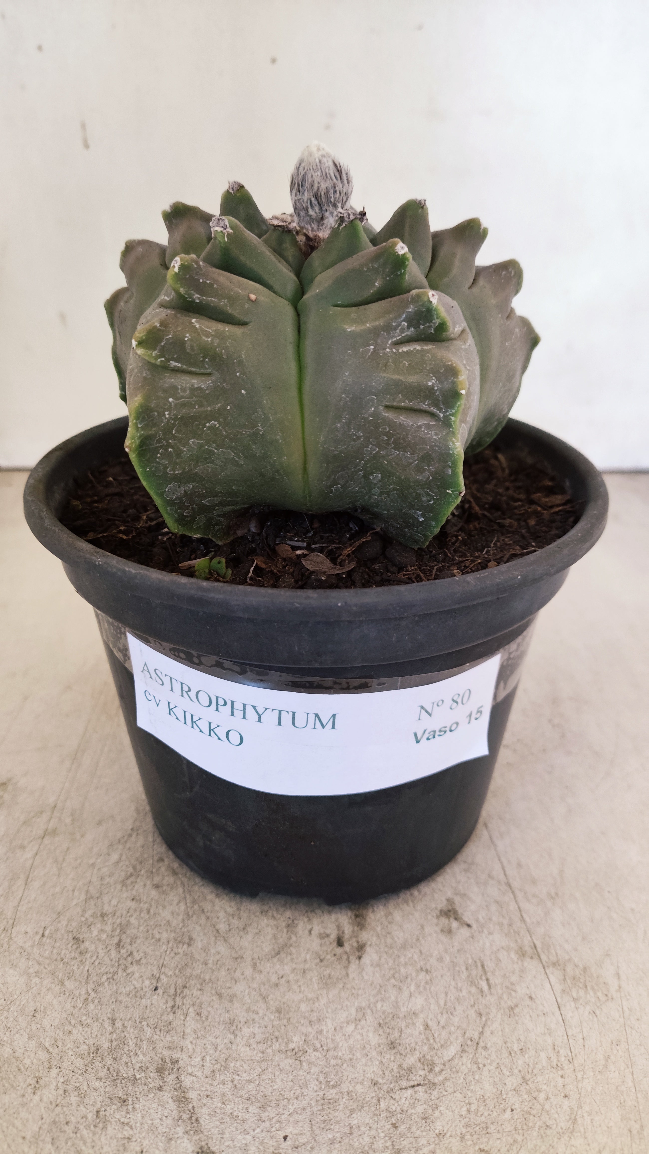 MATRIZ ASTROPHYTUM cv KIKKO Nº 80 – vaso 15
