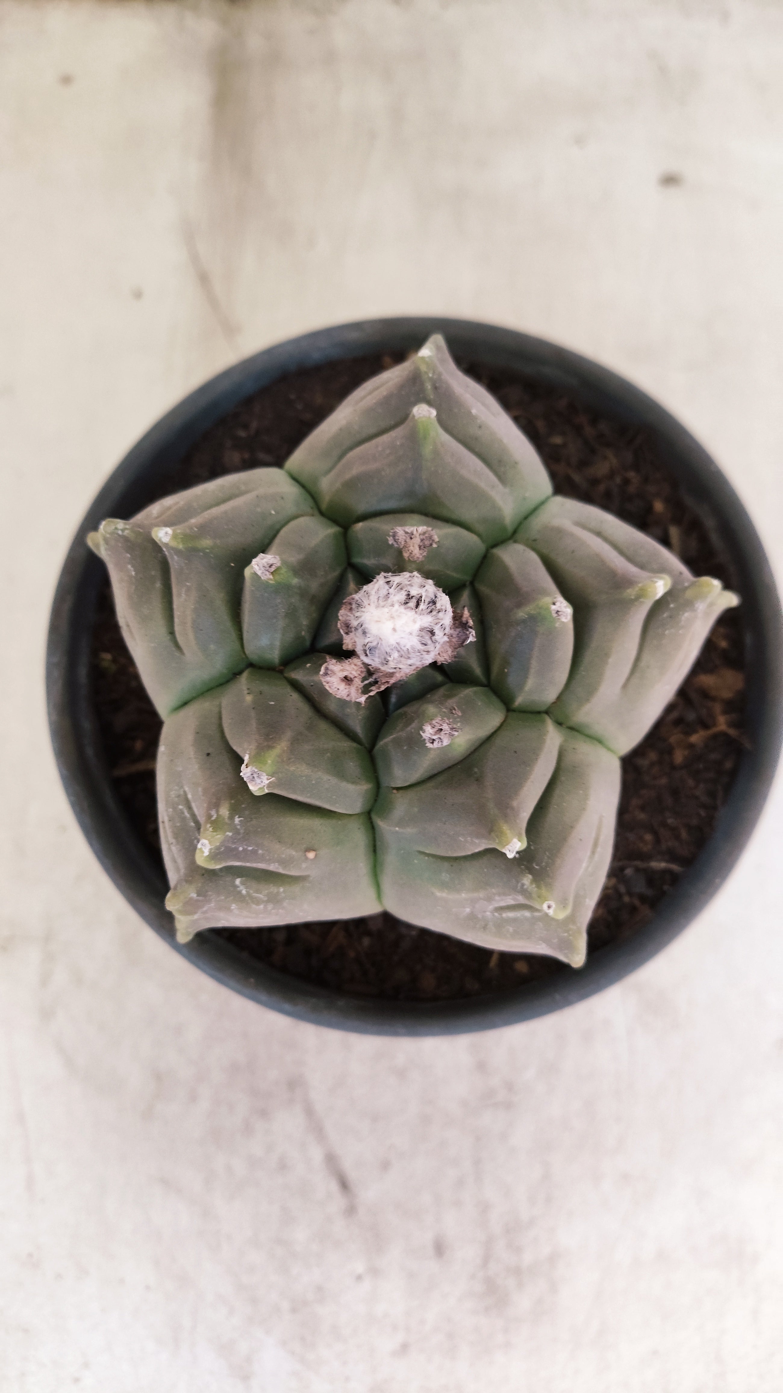 MATRIZ ASTROPHYTUM cv KIKKO Nº 80 – vaso 15