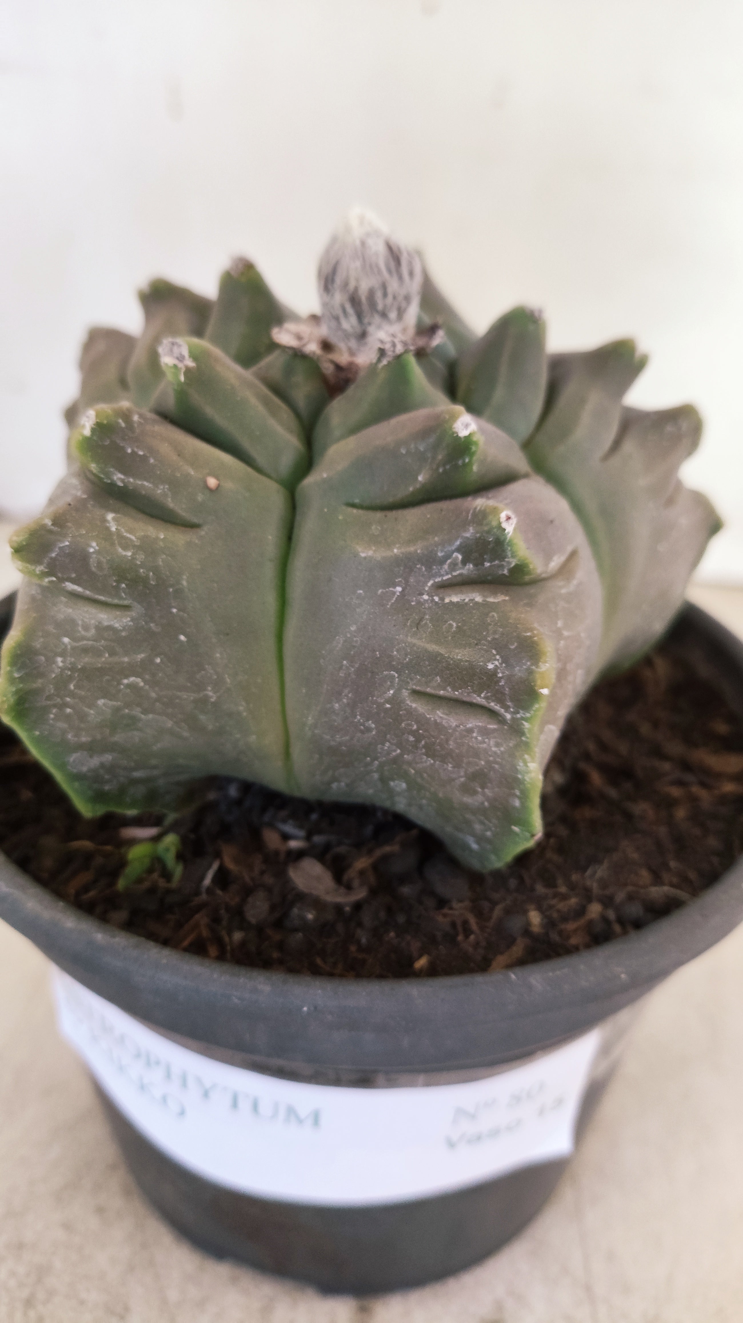 MATRIZ ASTROPHYTUM cv KIKKO Nº 80 – vaso 15