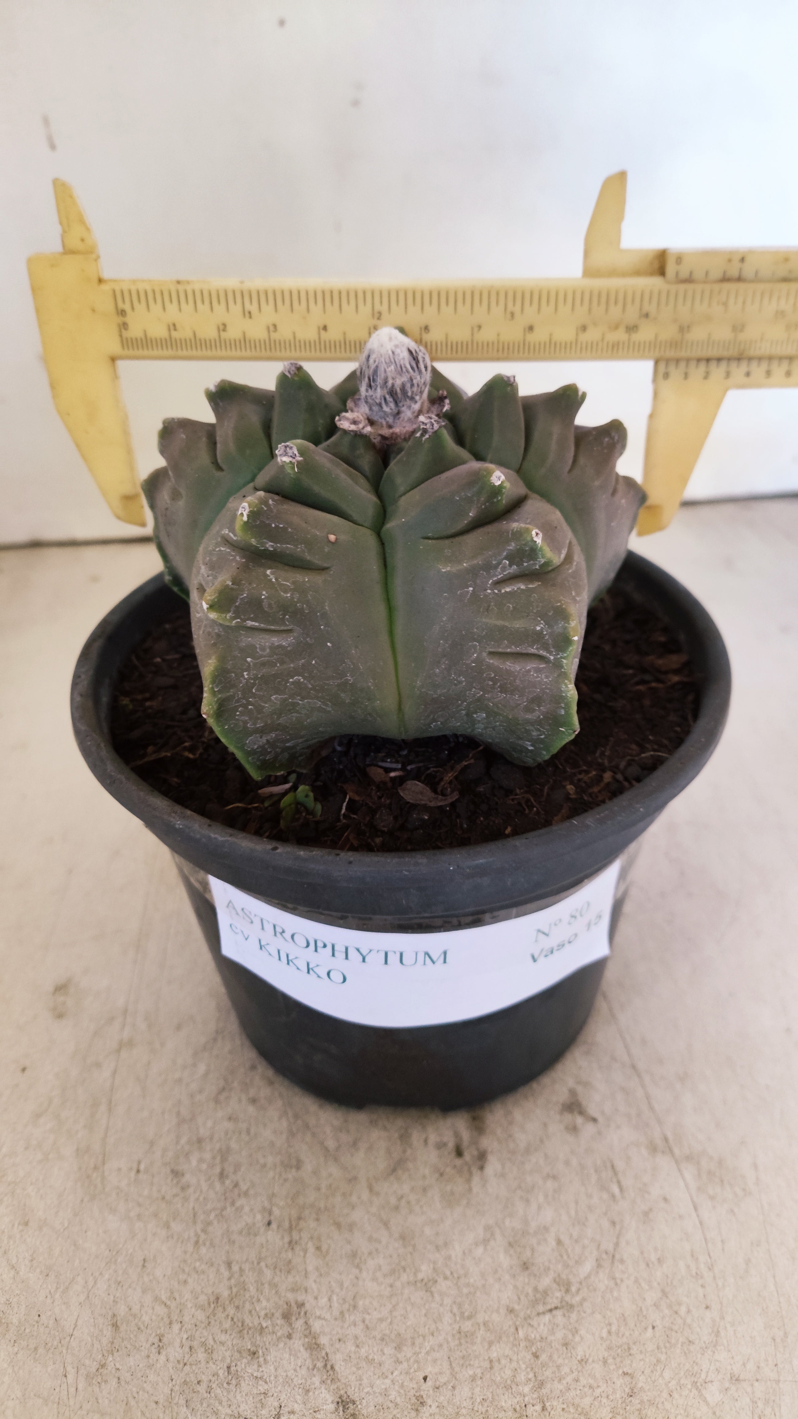 MATRIZ ASTROPHYTUM cv KIKKO Nº 80 – vaso 15