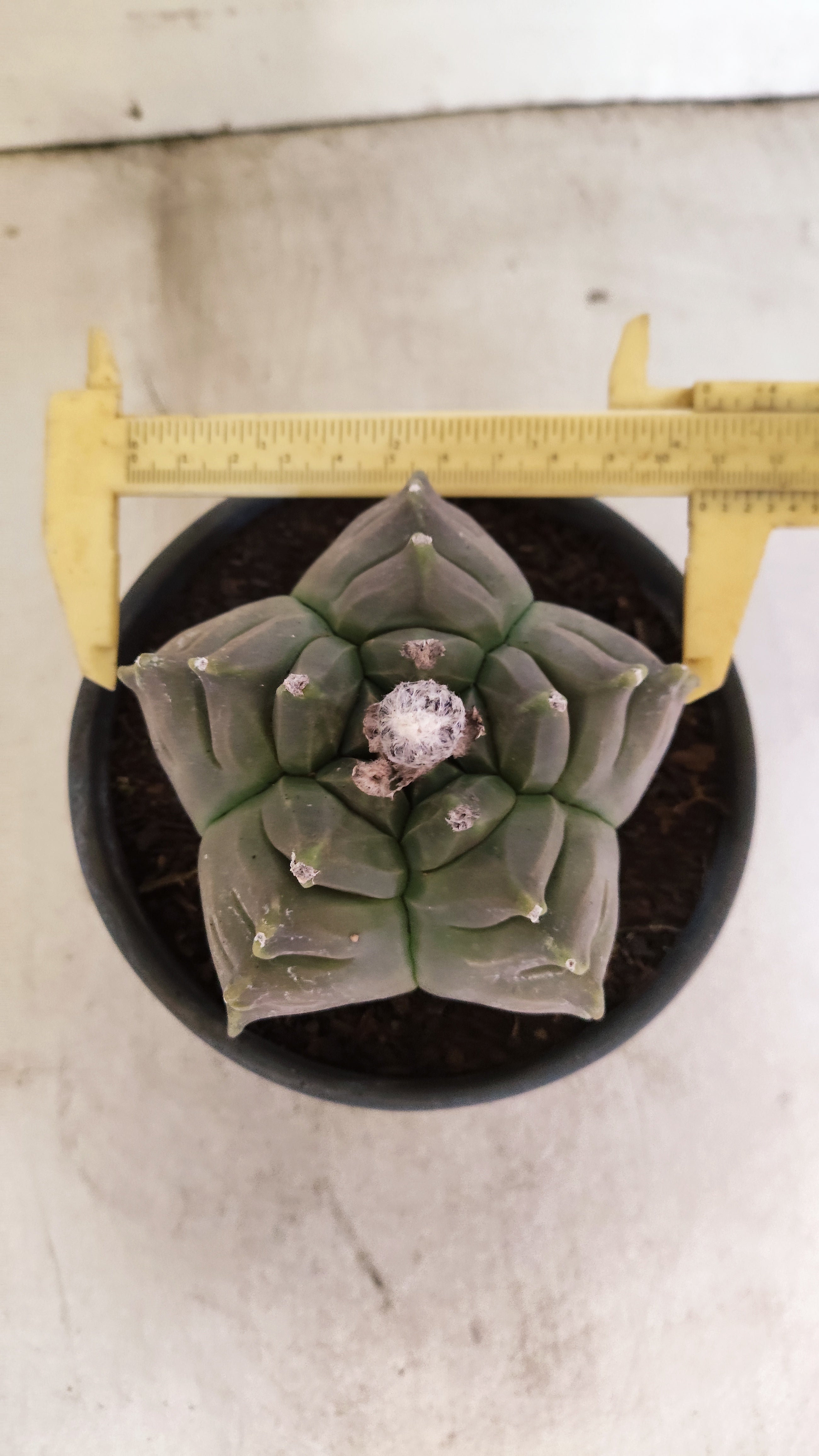MATRIZ ASTROPHYTUM cv KIKKO Nº 80 – vaso 15