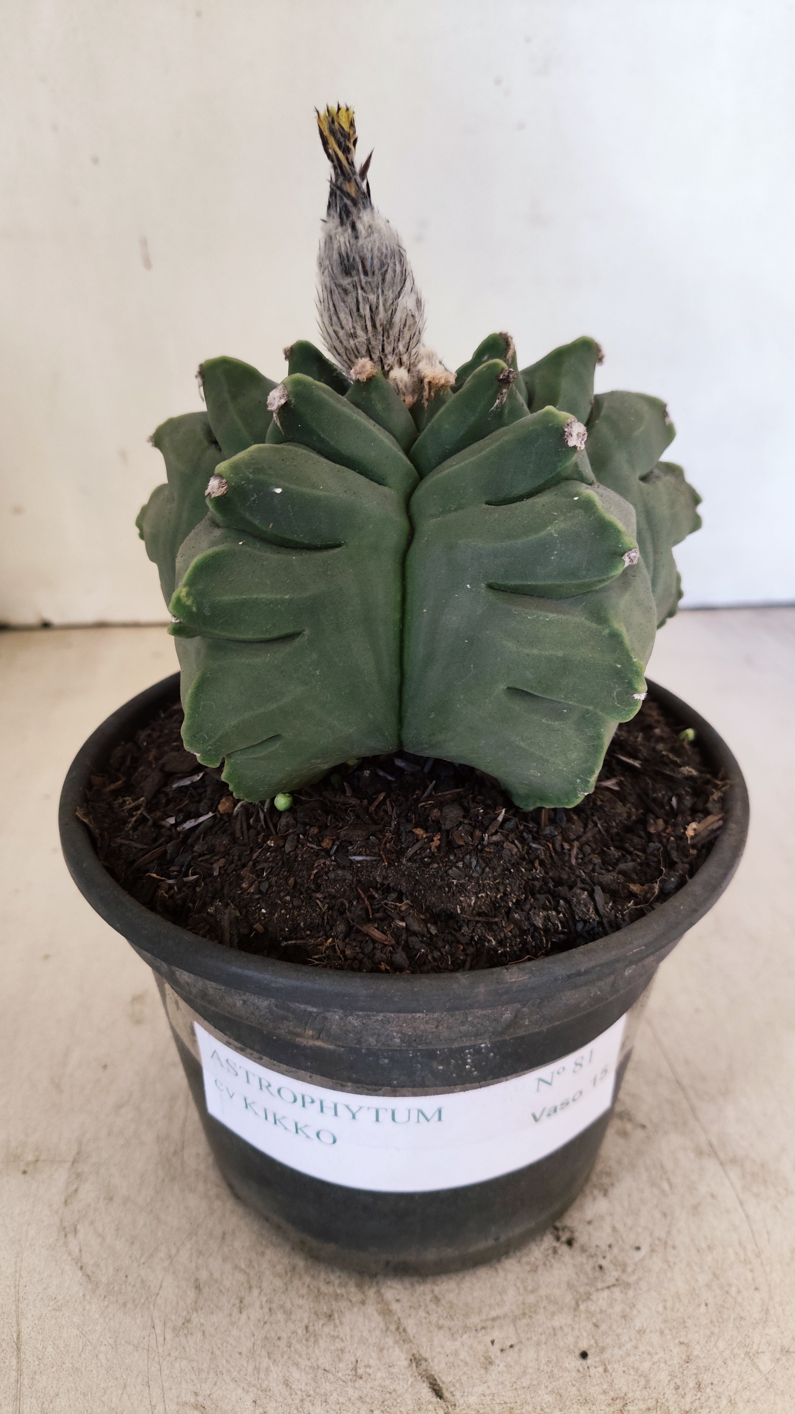 MATRIZ ASTROPHYTUM cv KIKKO - FUKURYU Nº 81 – vaso 15